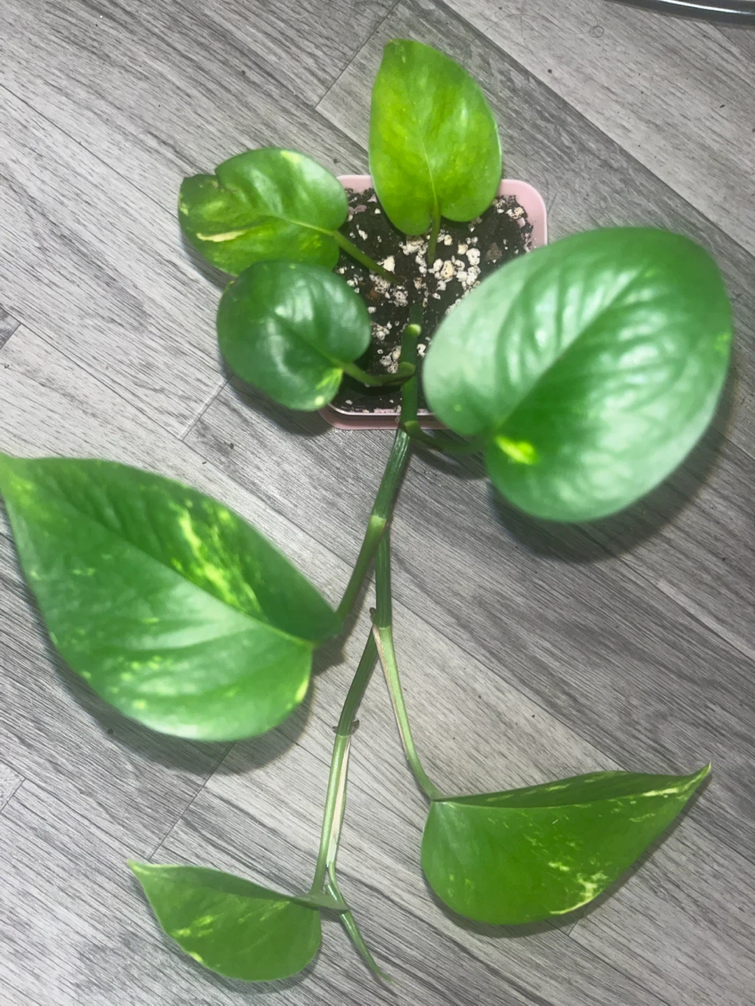 Golden Pothos 🎍
