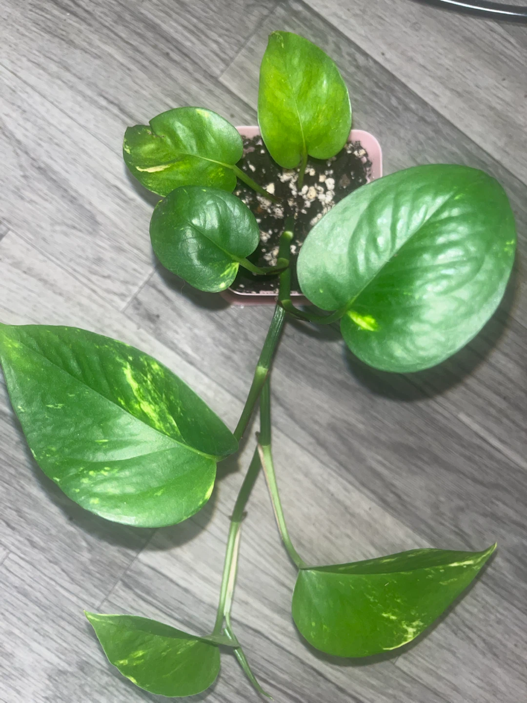 Golden Pothos 🎍 - photo 2