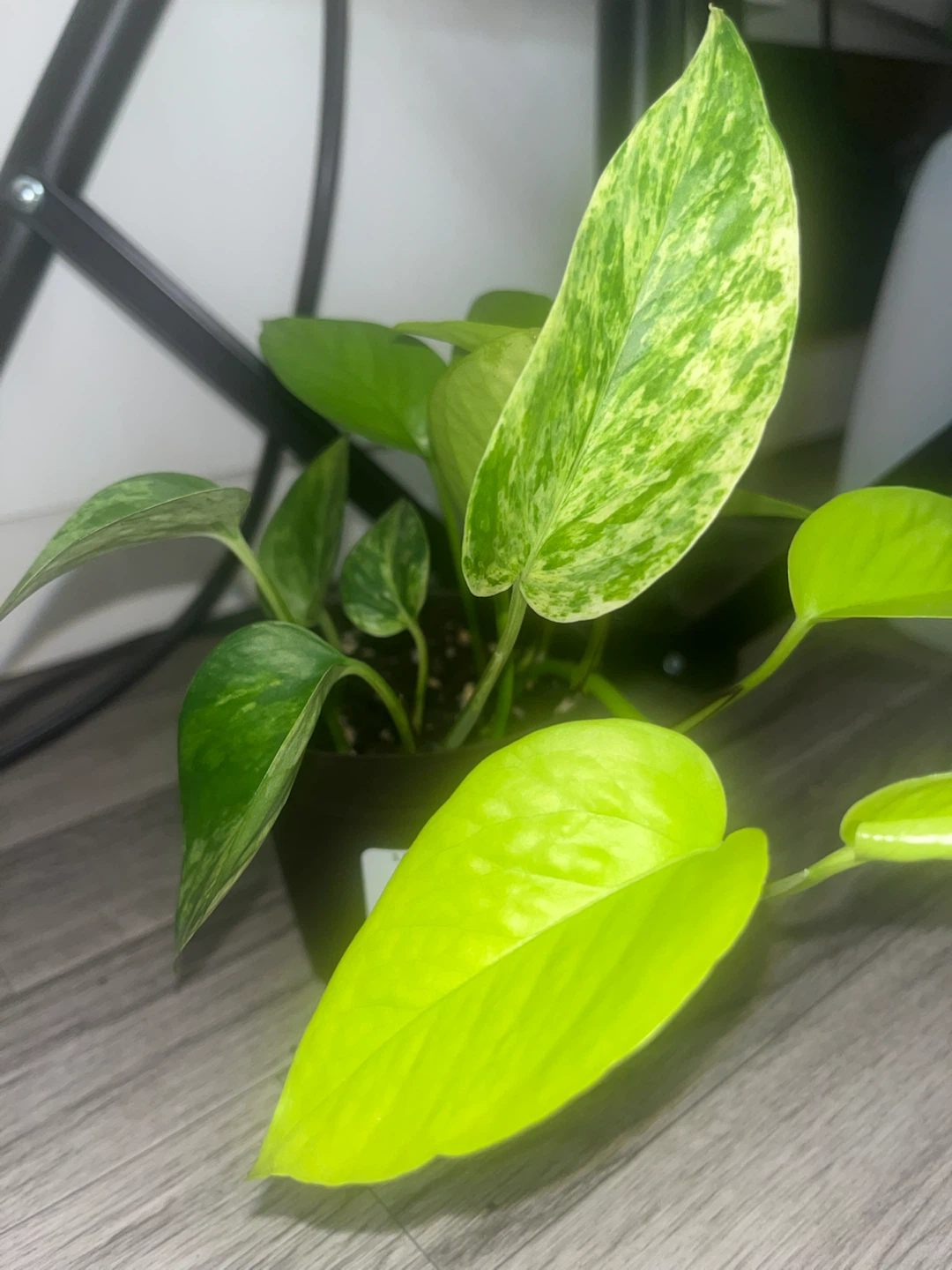 Variegated Pothos Plant 🌱