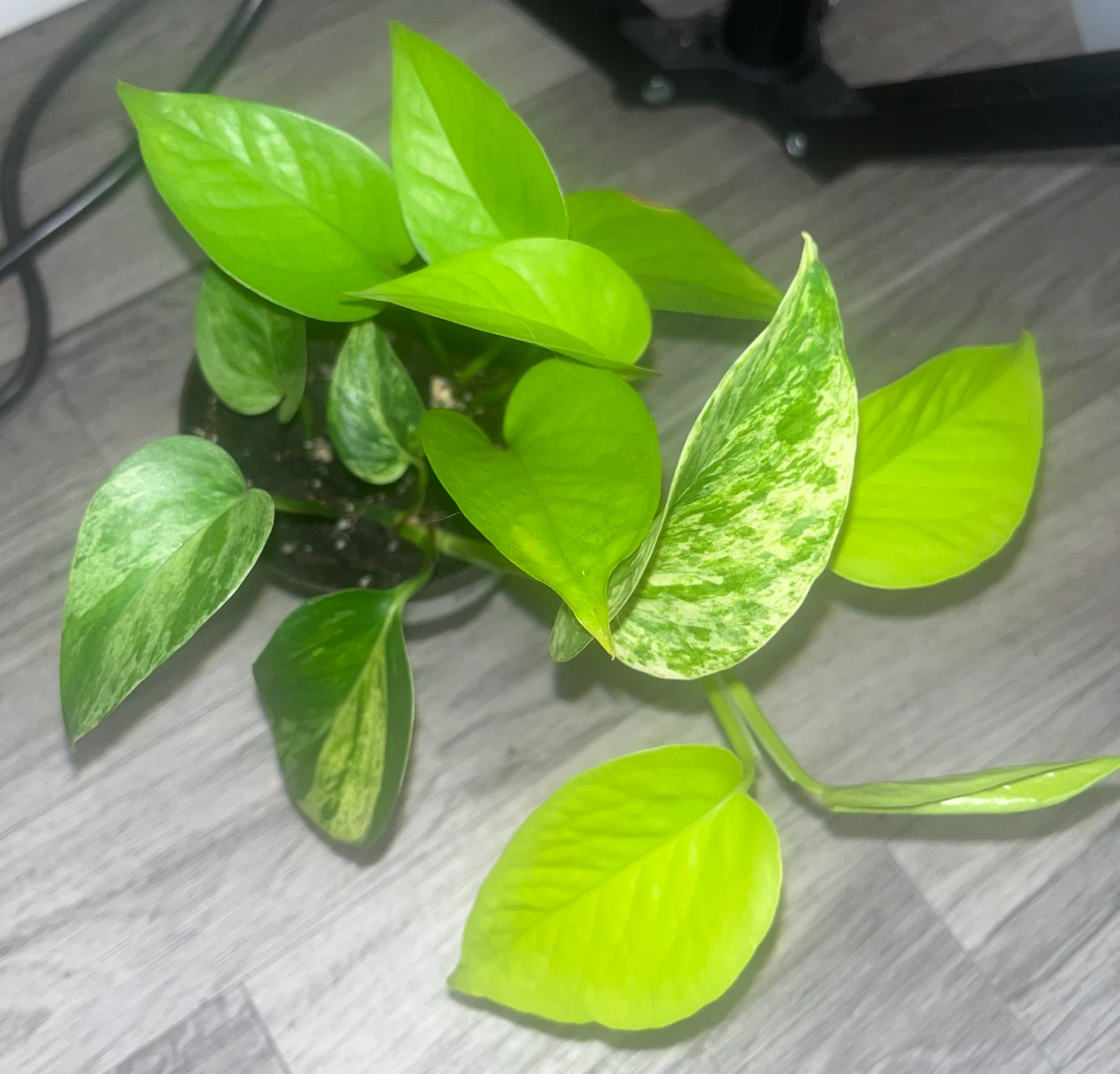 Variegated Pothos Plant 🌱 - photo 2