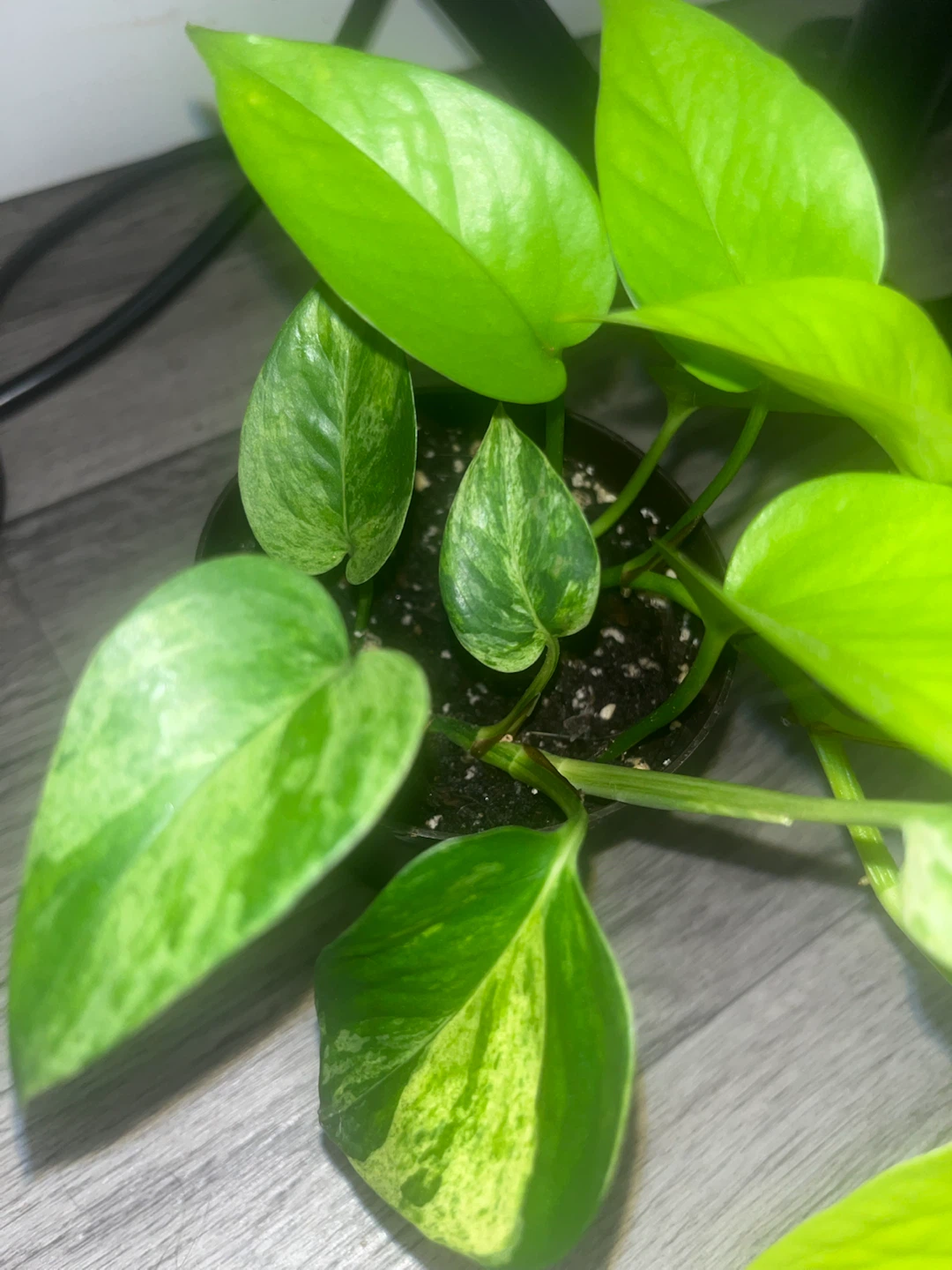 Variegated Pothos Plant 🌱 - photo 3
