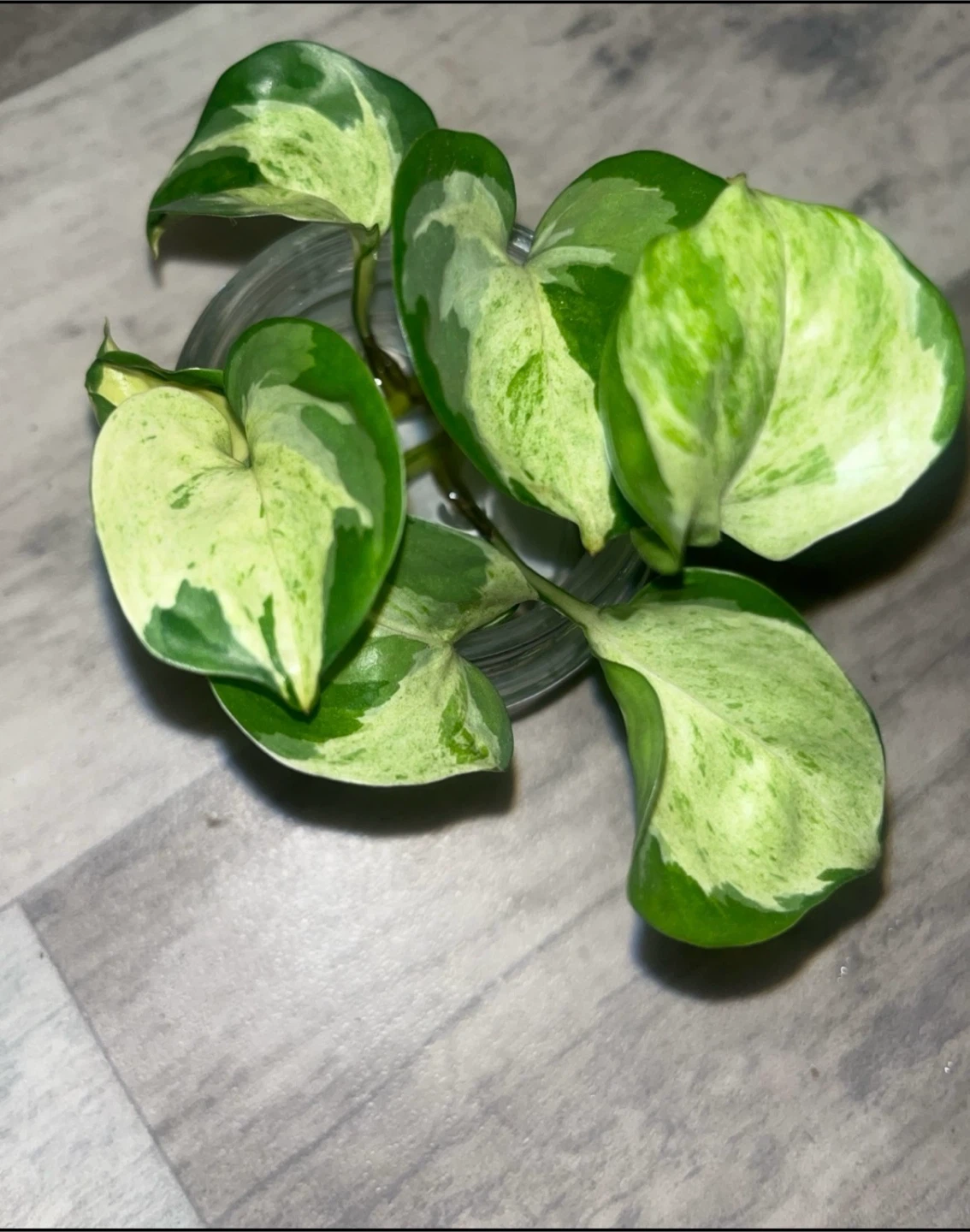 Manjula Pothos Plant Cutting 🎋