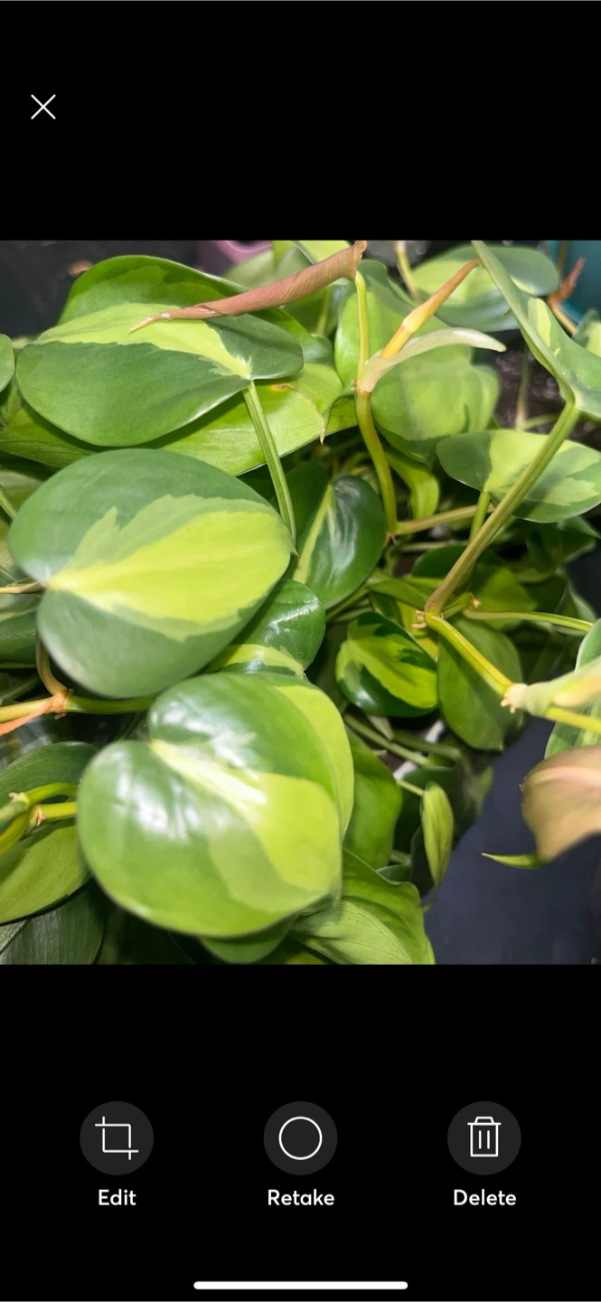 Philodendron Brasil Plant Cutting🎍