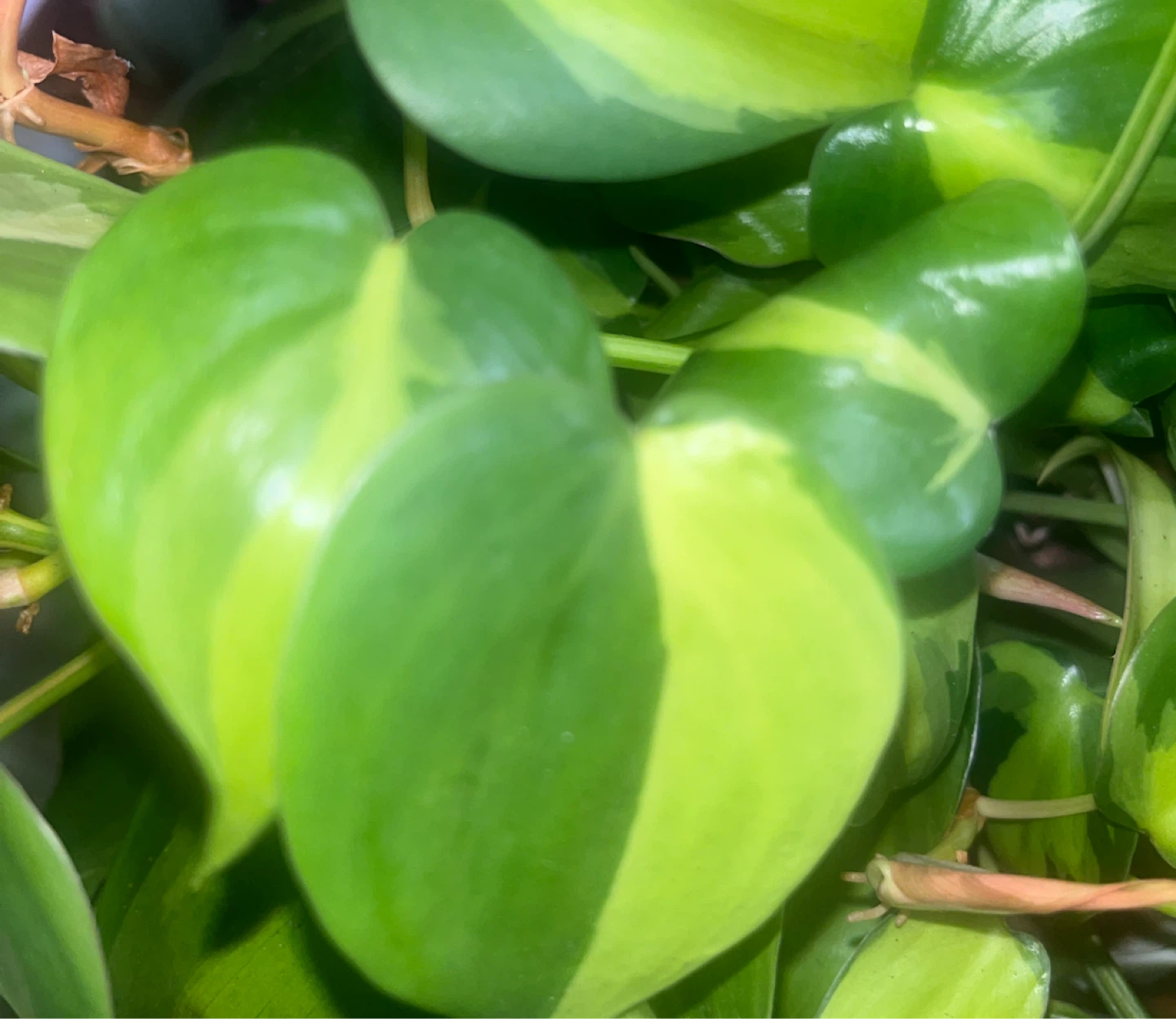 Philodendron Brasil Plant Cutting🎍 - photo 2