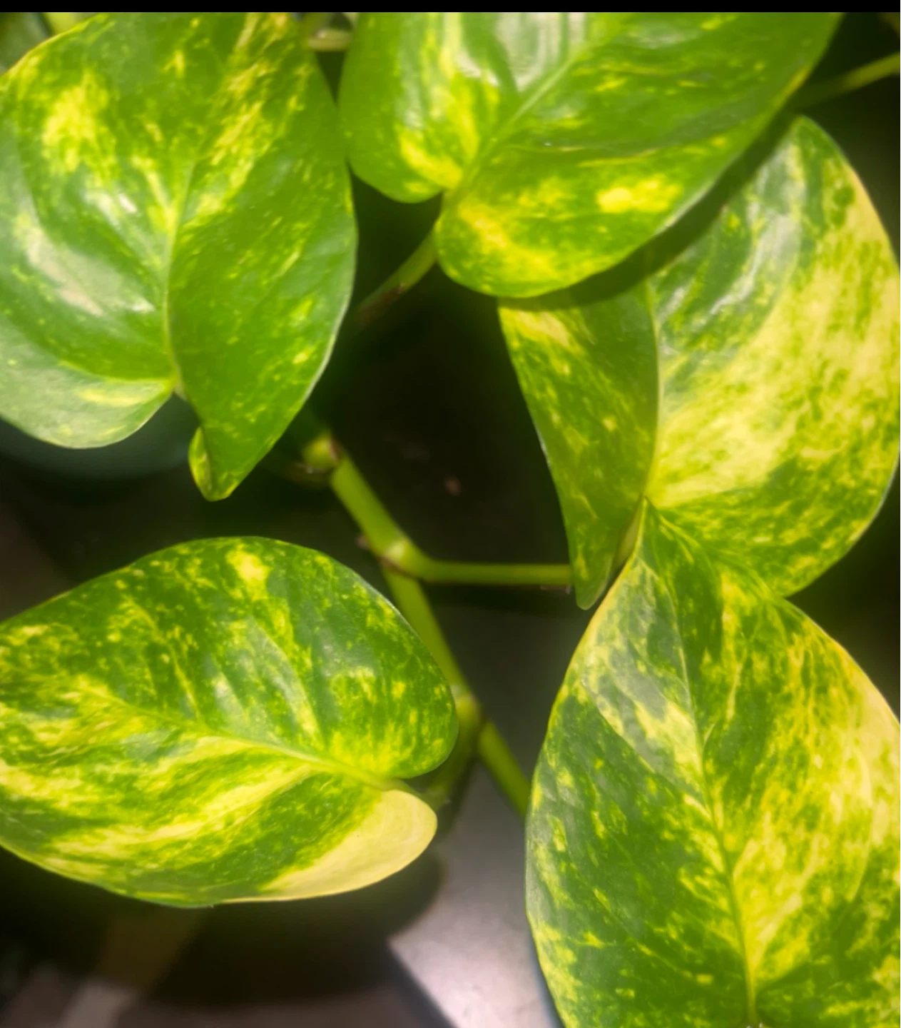 Golden Pothos Plant Cutting 🪅