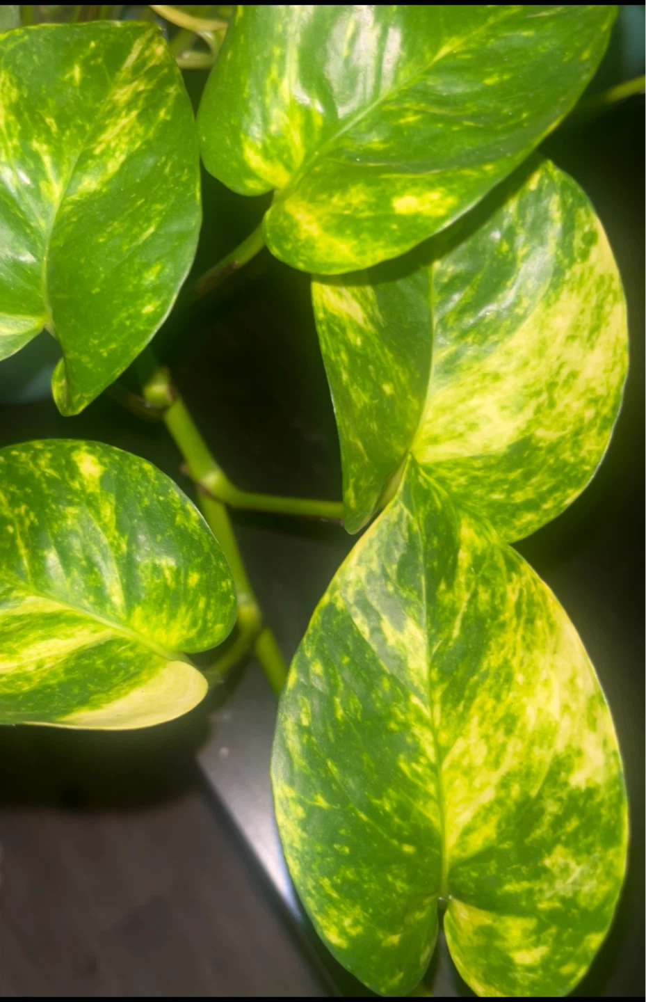 Golden Pothos Plant Cutting 🪅 - photo 2