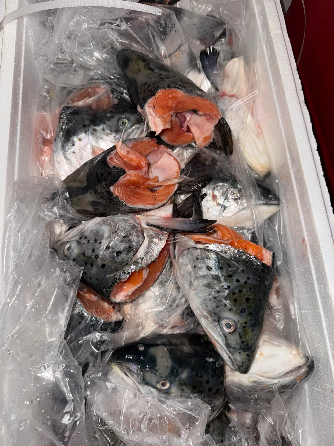 Fresh Atlantic Salmon Heads
