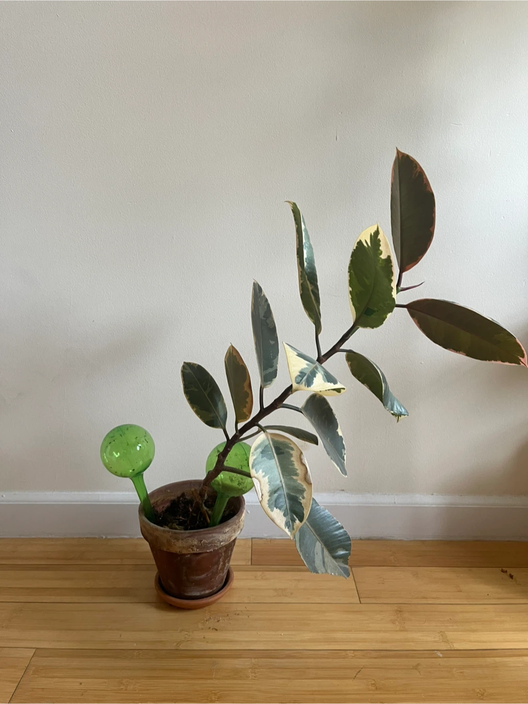 Variegated Rubber Plant in Terracotta Pot