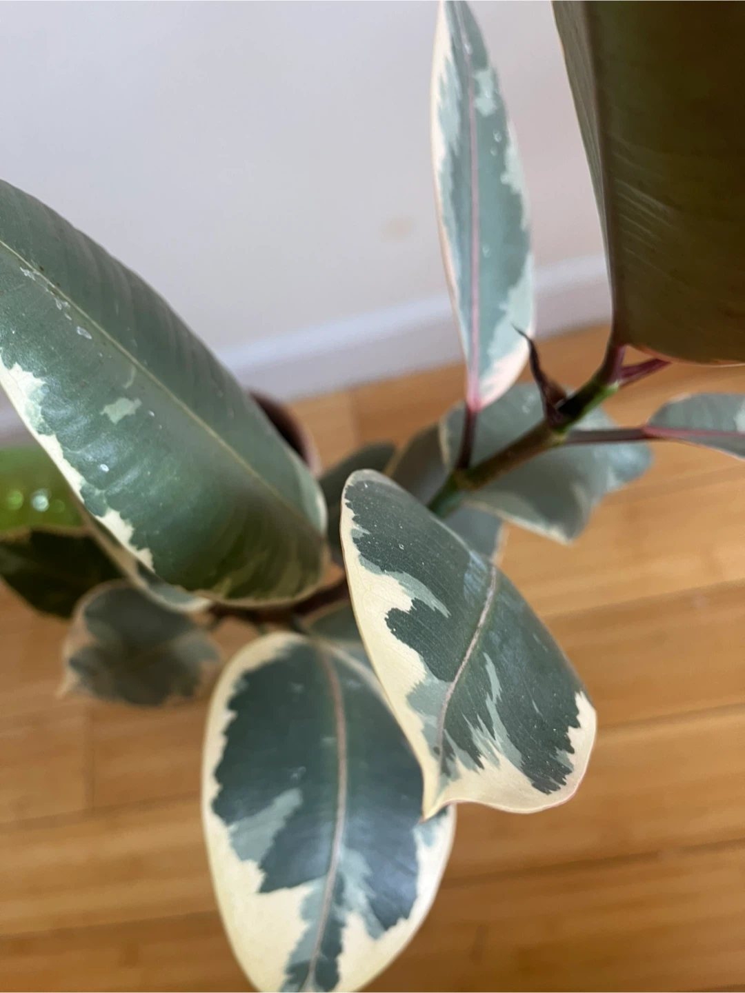 Variegated Rubber Plant in Terracotta Pot - photo 2