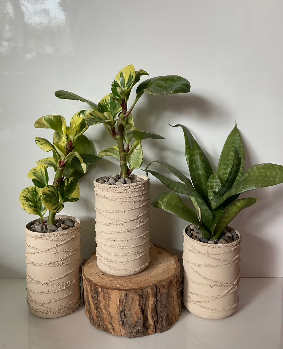 Variegated Peperomia and Snake Plant in Textured Pots