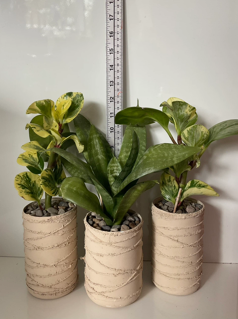 Variegated Peperomia and Snake Plant in Textured Pots - photo 2