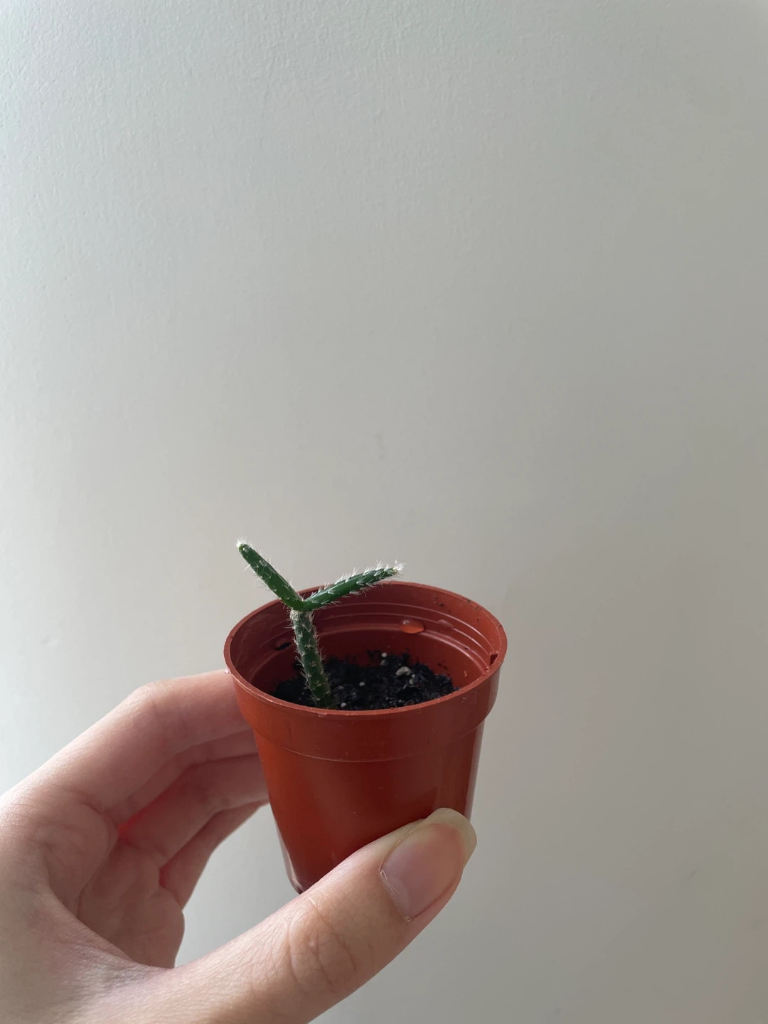 Small Rhipsalis cactus in a brown pot