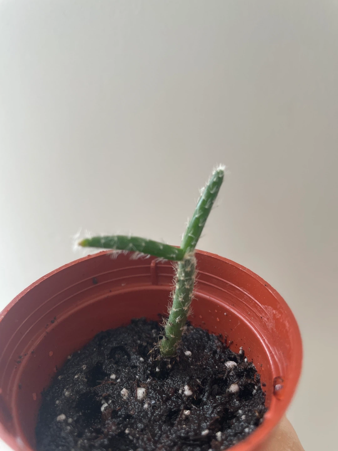 Small Rhipsalis cactus in a brown pot - photo 2