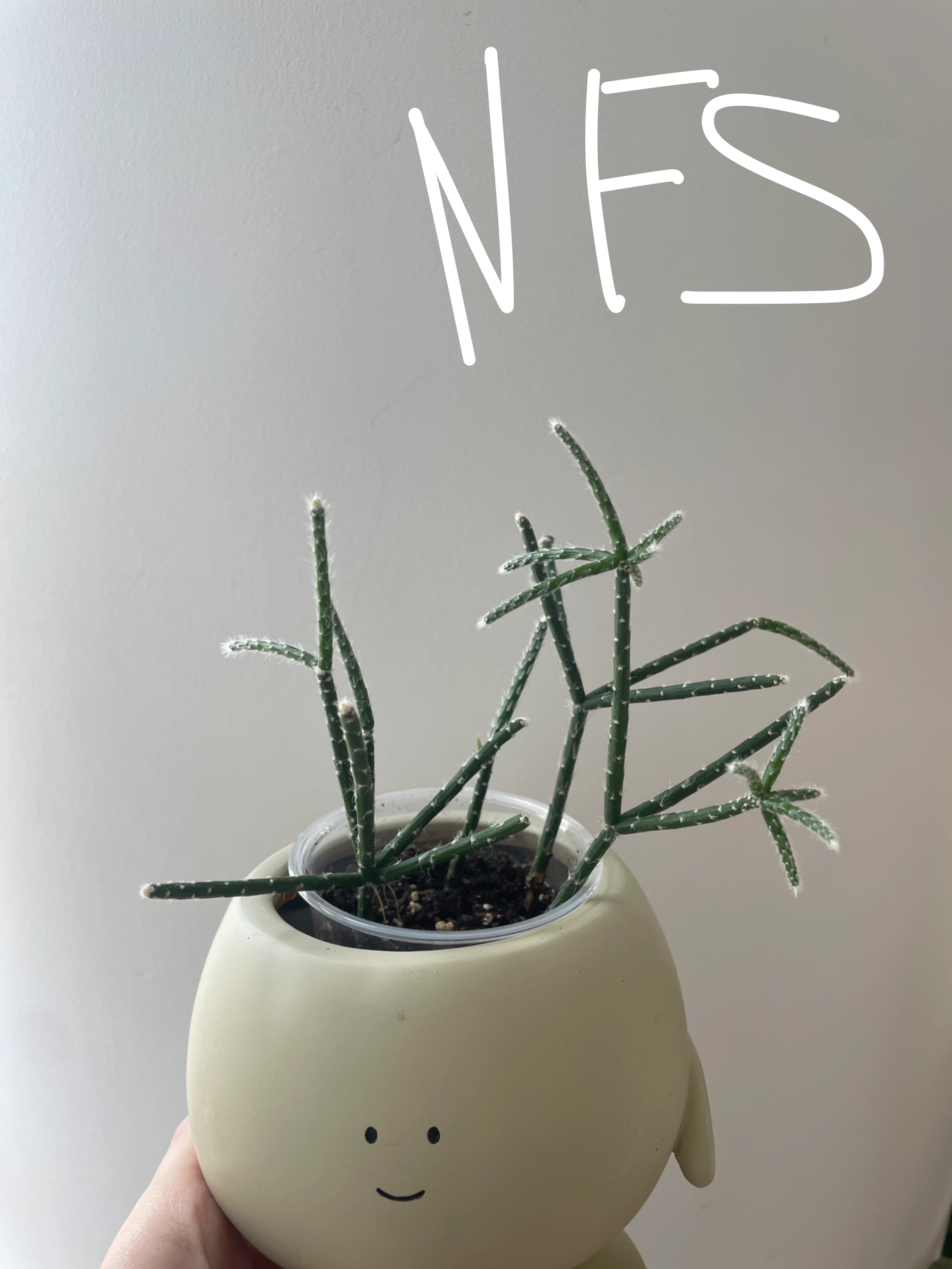 Small Rhipsalis cactus in a brown pot - photo 3