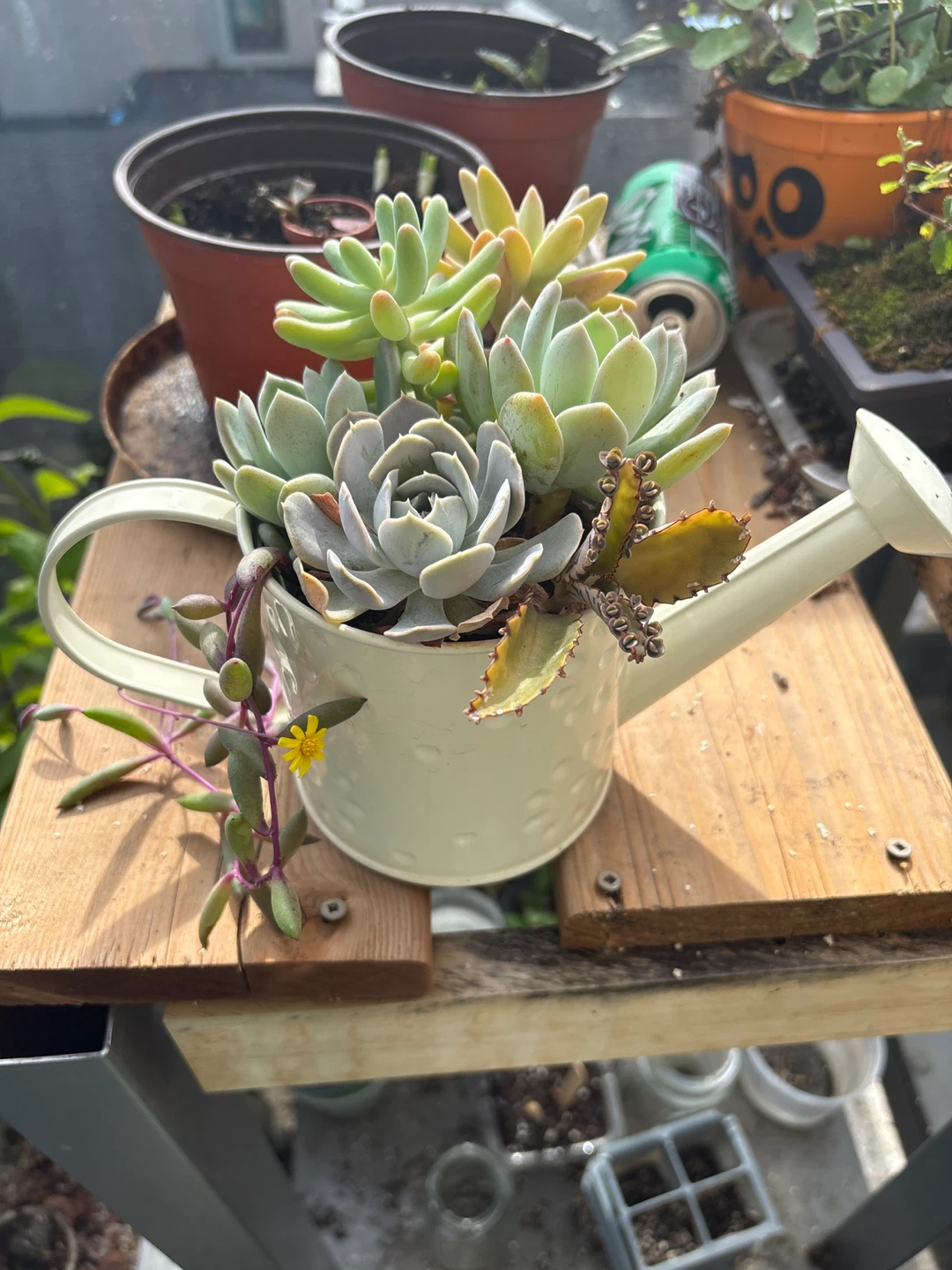 Succulent arrangement in watering can