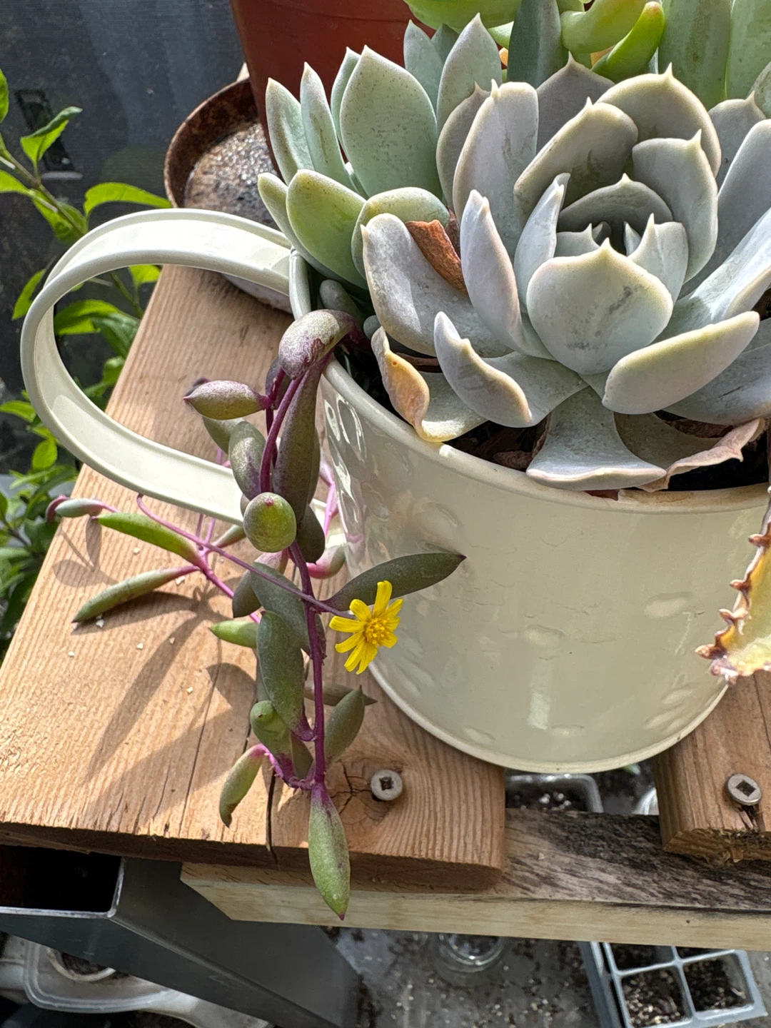 Succulent arrangement in watering can - photo 2