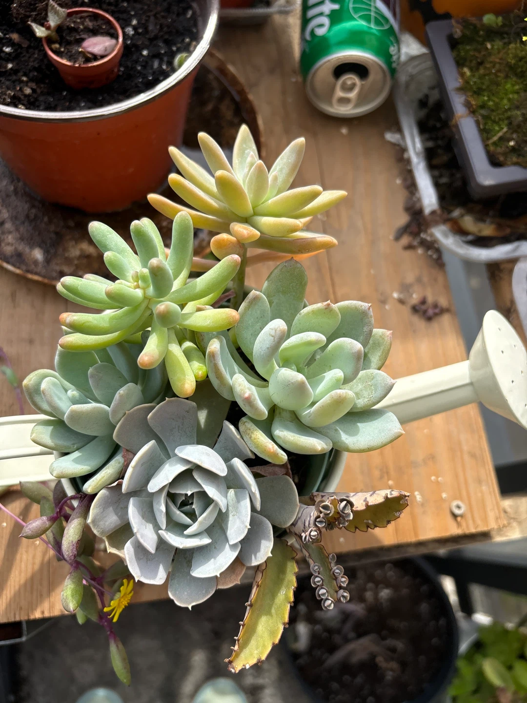 Succulent arrangement in watering can - photo 3