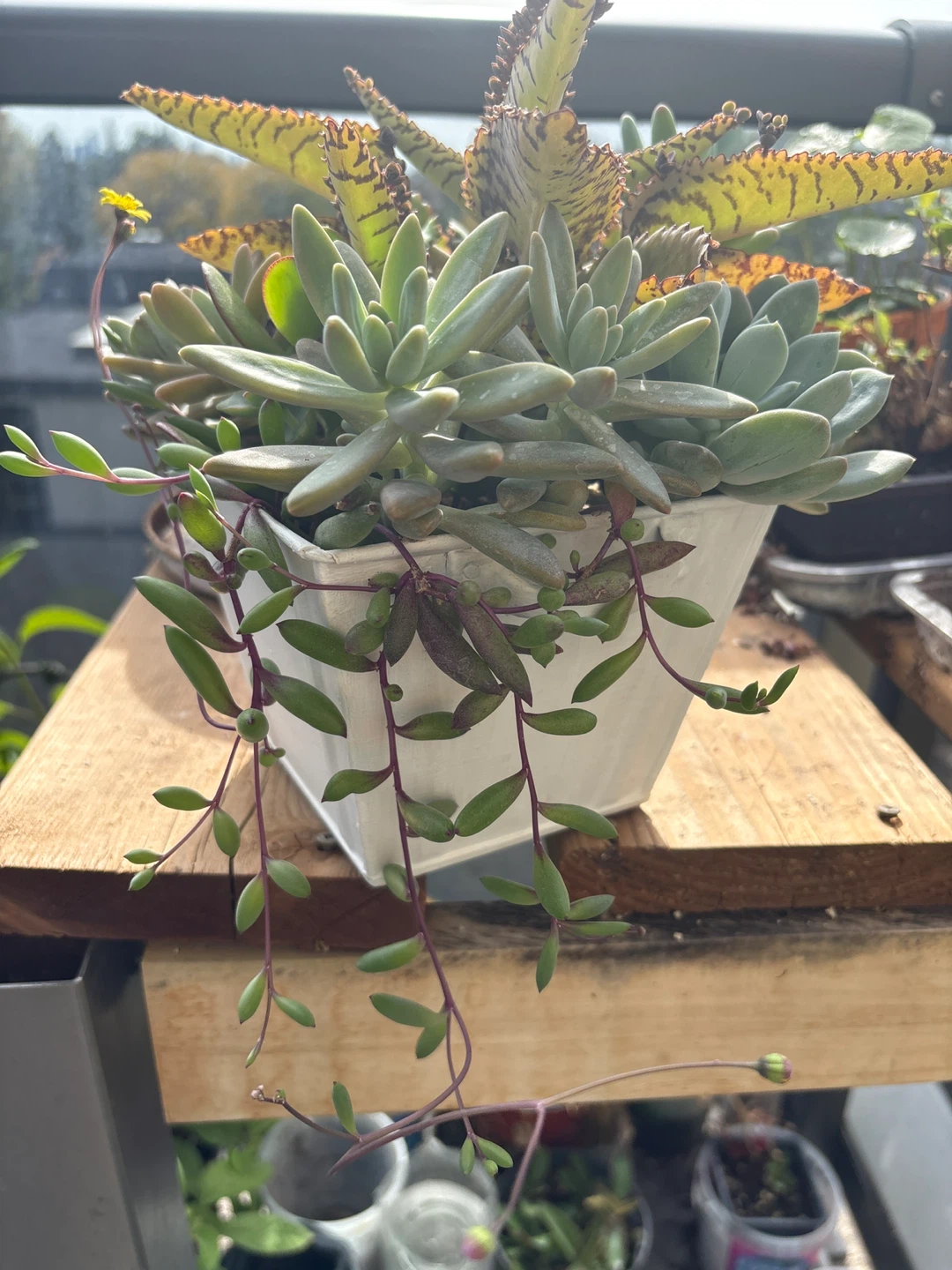 Assorted Succulent Arrangement in Metal Planter