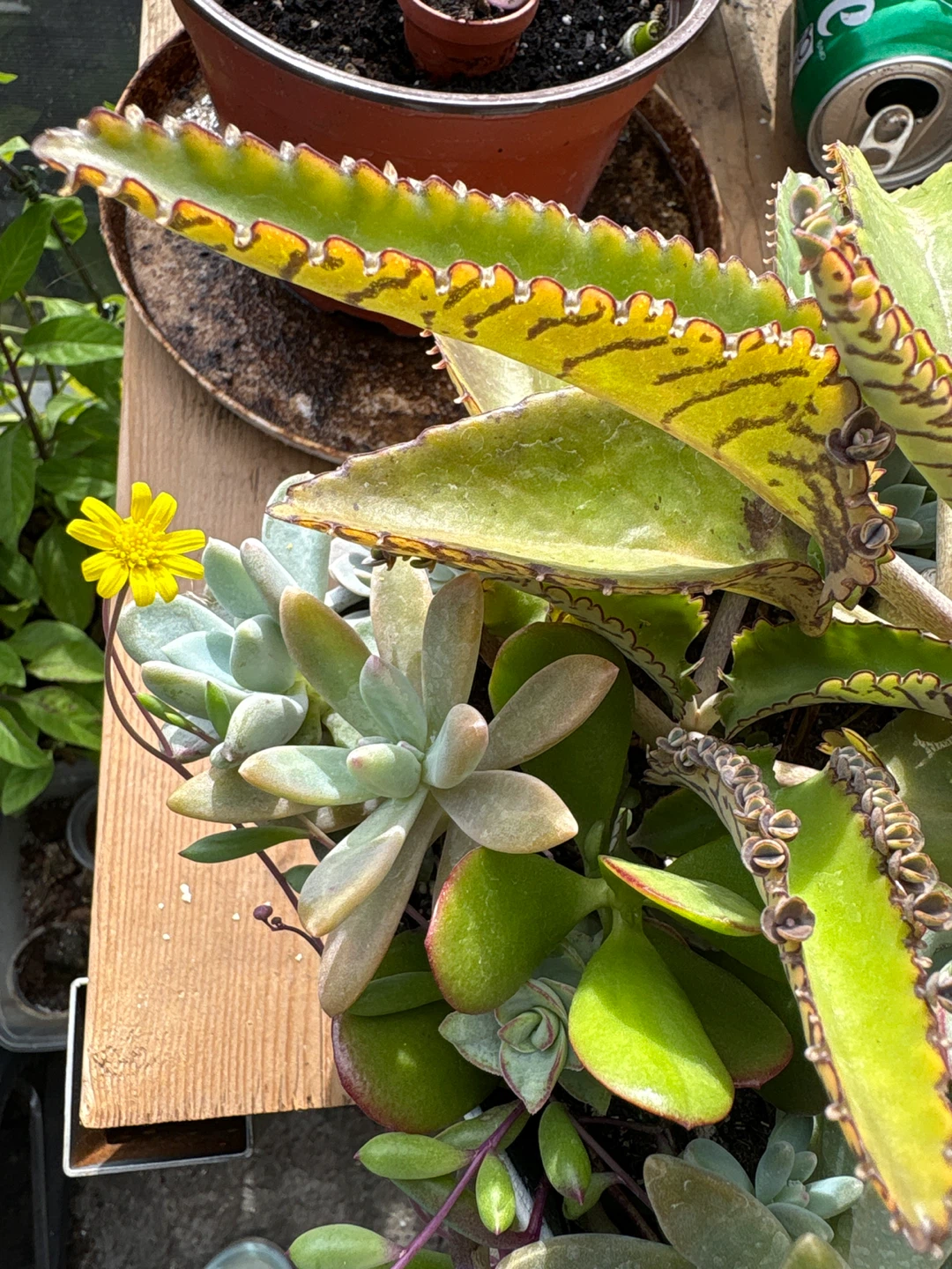 Assorted Succulent Arrangement in Metal Planter - photo 2