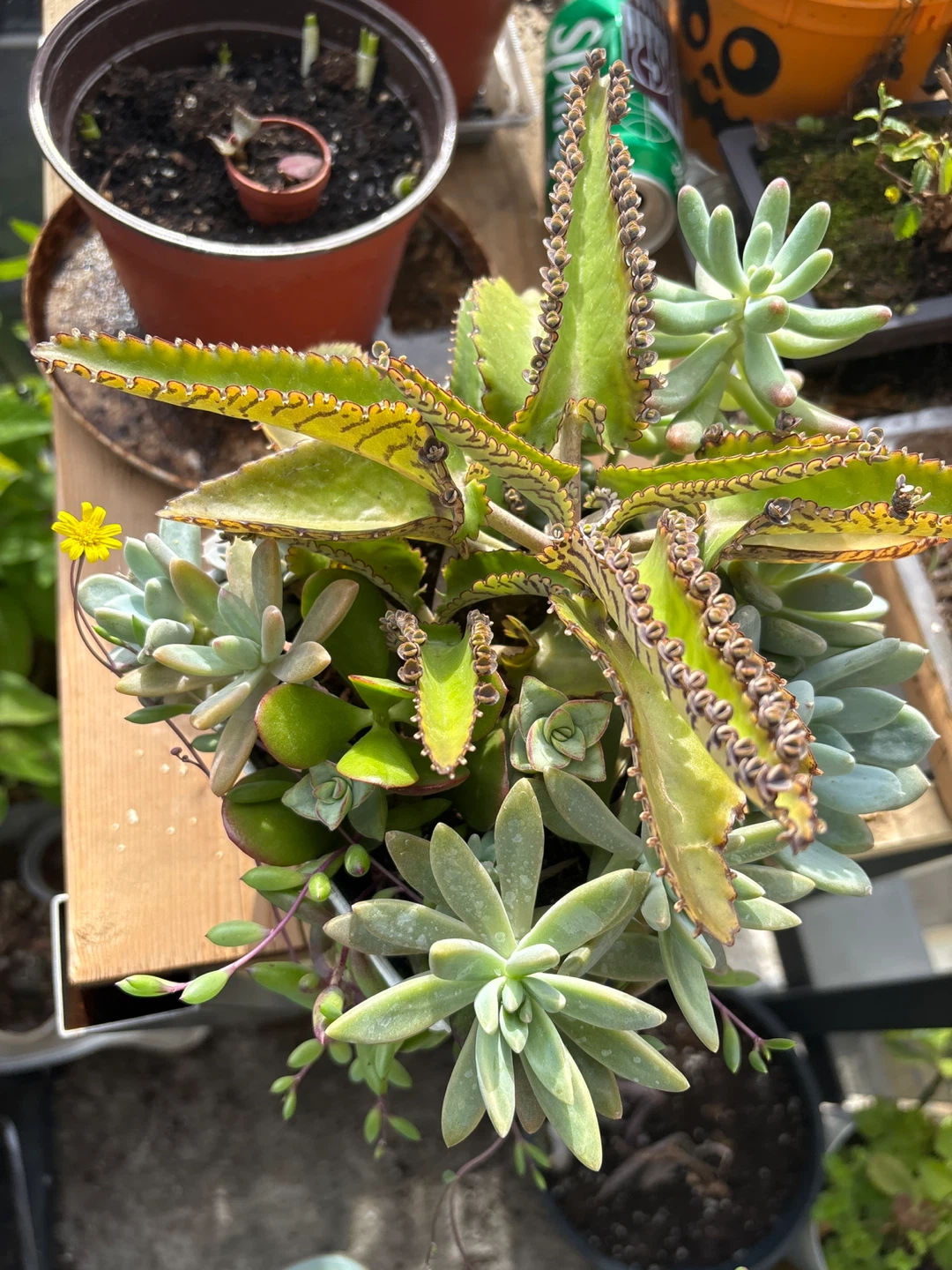 Assorted Succulent Arrangement in Metal Planter - photo 3