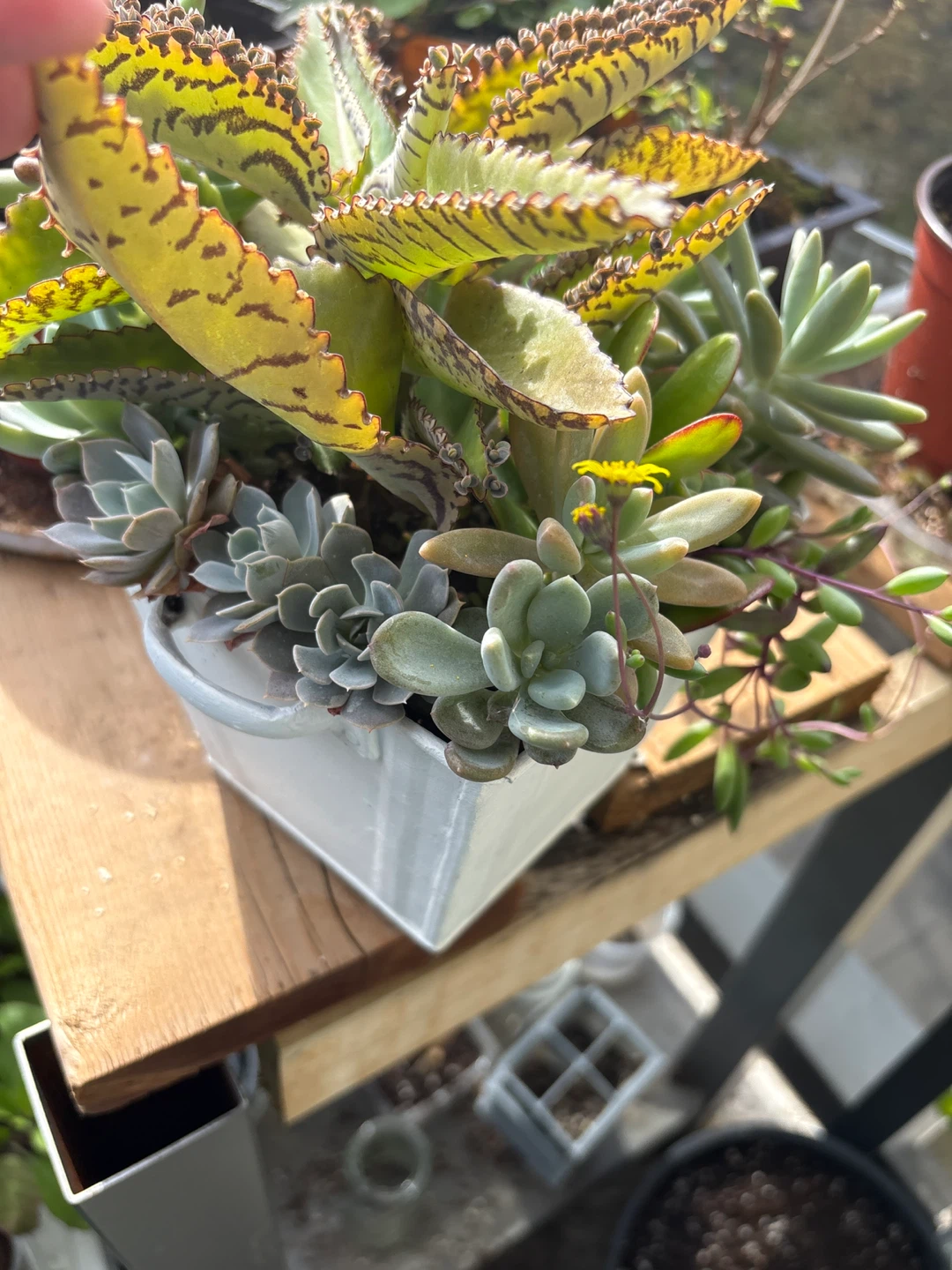 Assorted Succulent Arrangement in Metal Planter - photo 4