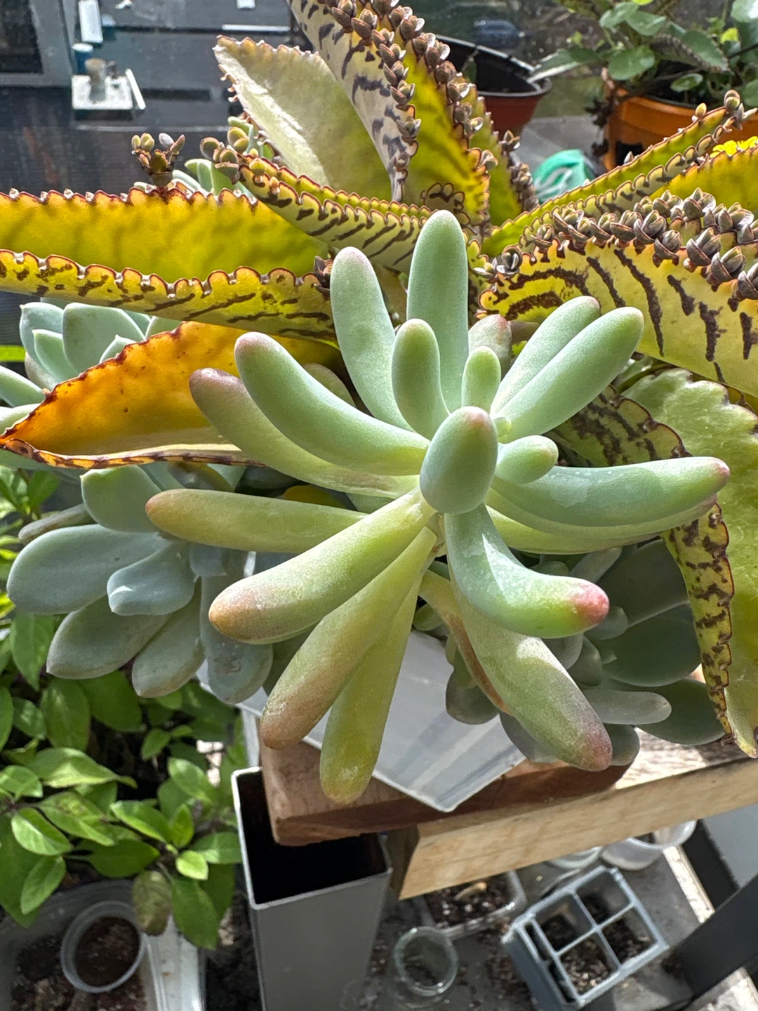 Assorted Succulent Arrangement in Metal Planter - photo 5