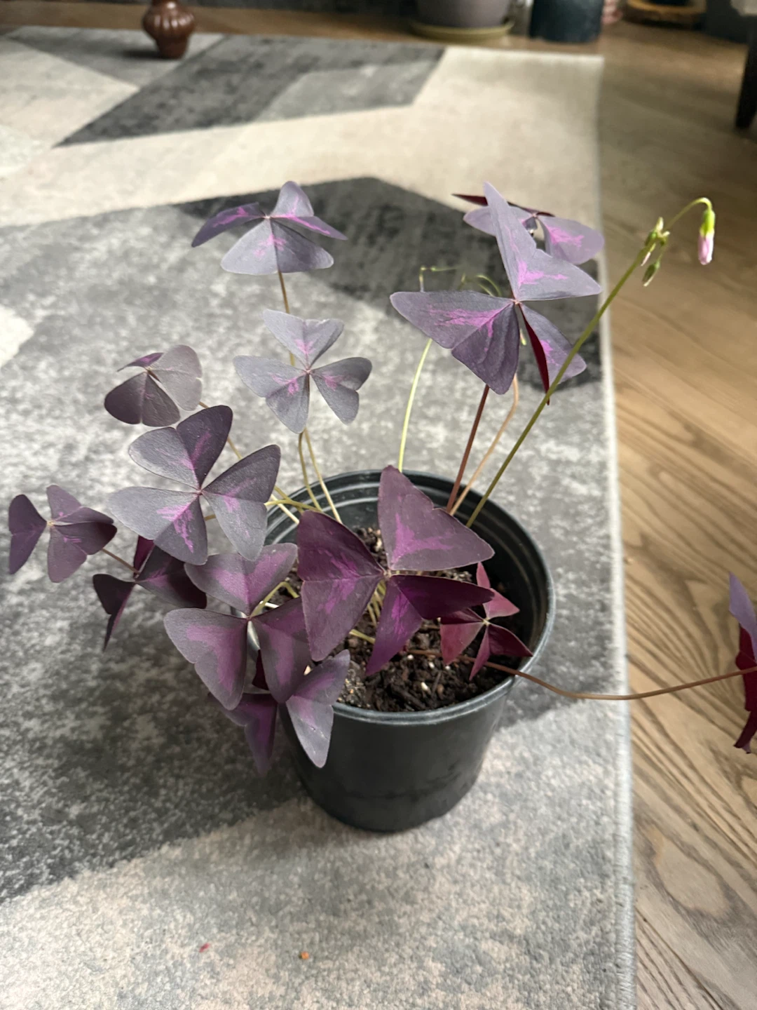 Oxalis Triangularis Purple Shamrock Plant