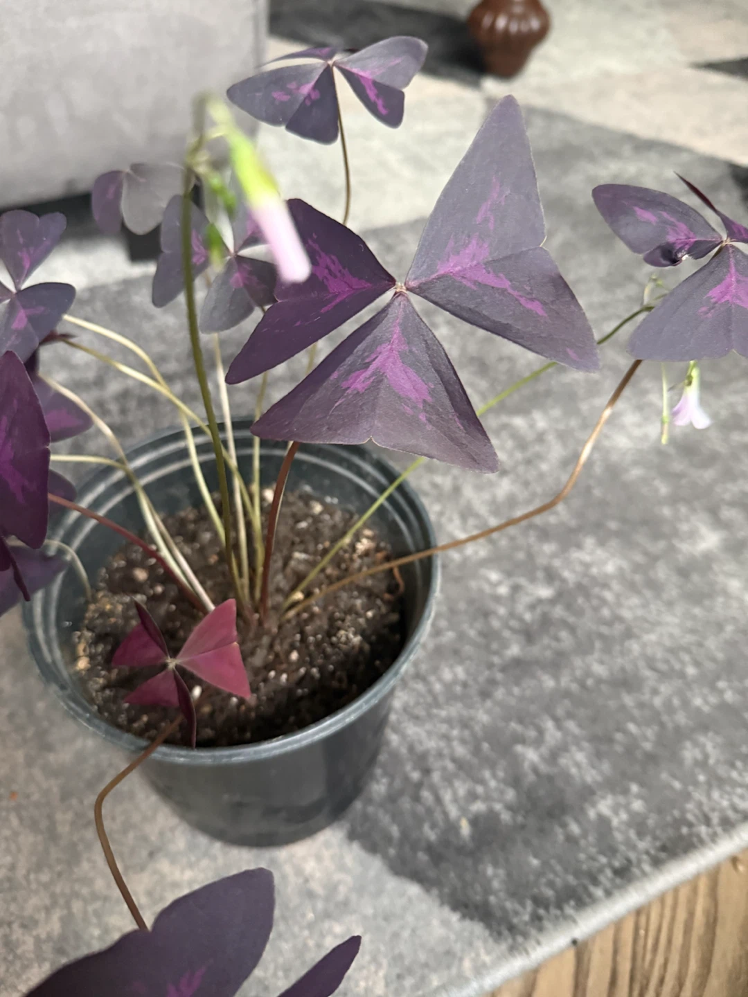 Oxalis Triangularis Purple Shamrock Plant - photo 2