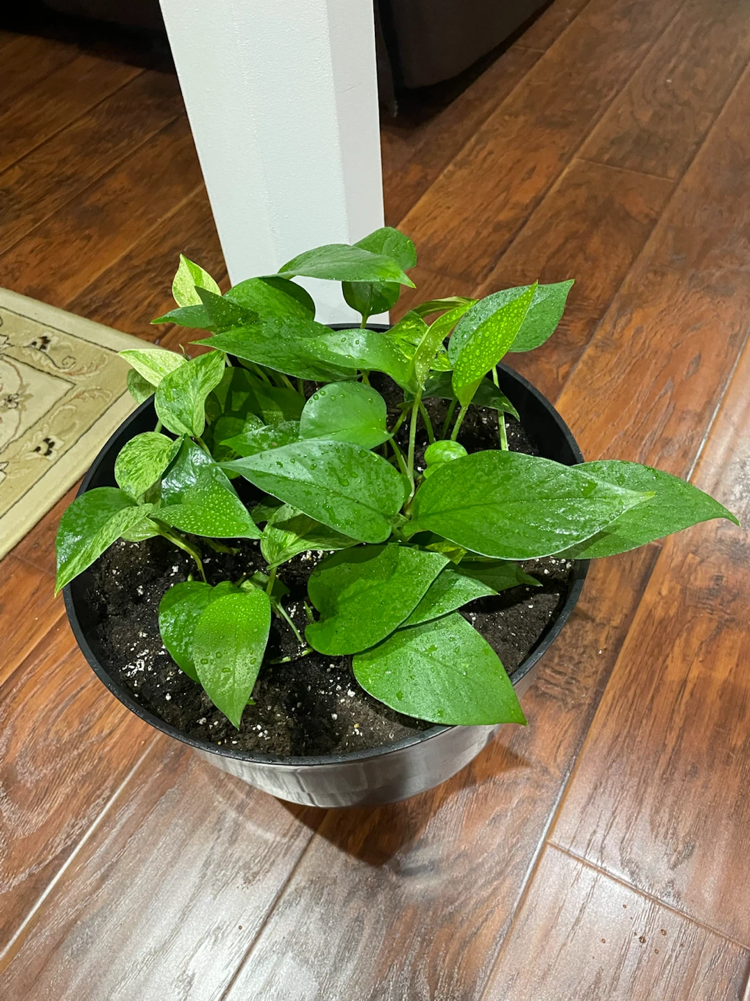 Money Plant in Black Pot