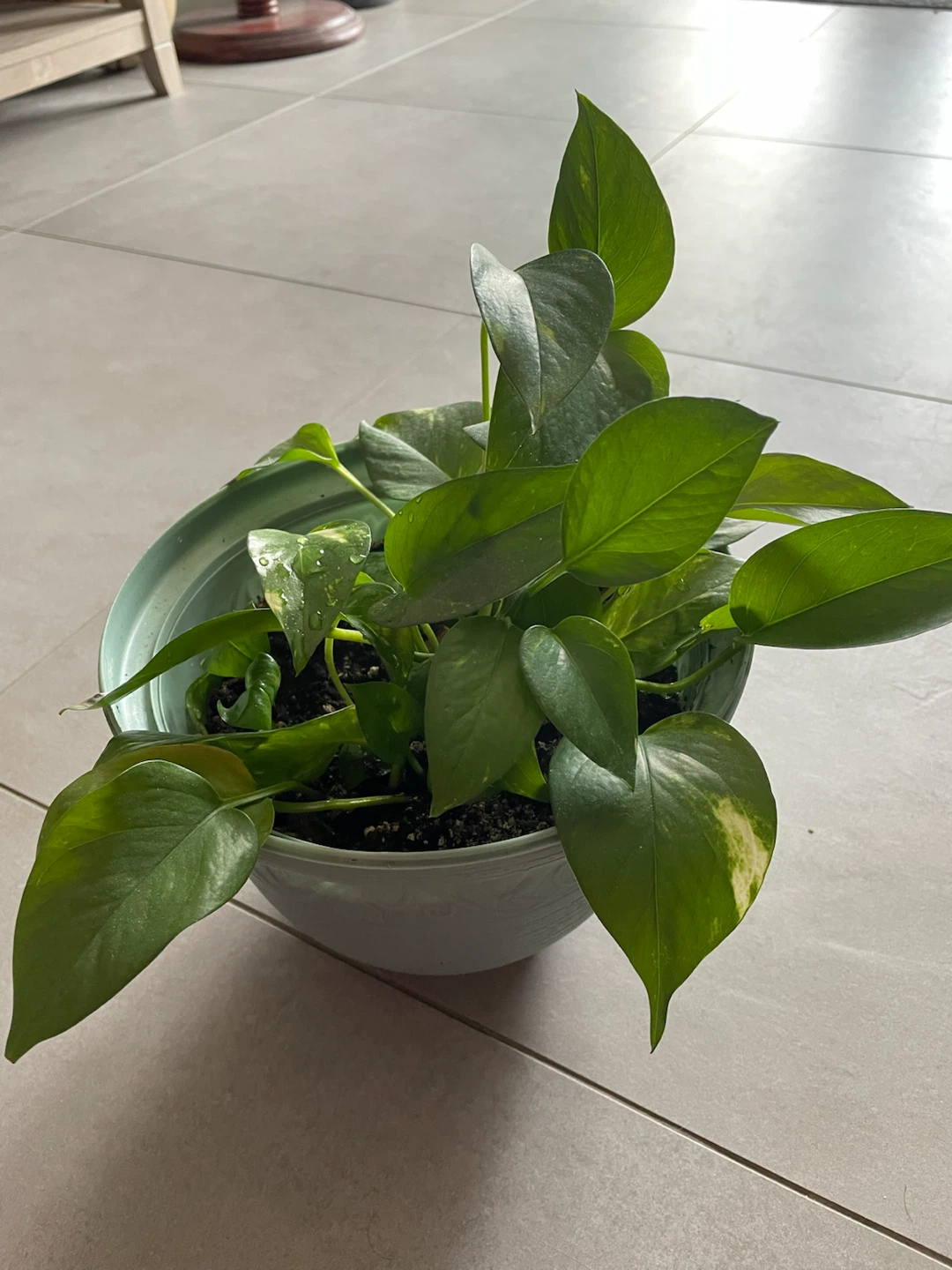 Money Plant in Pot