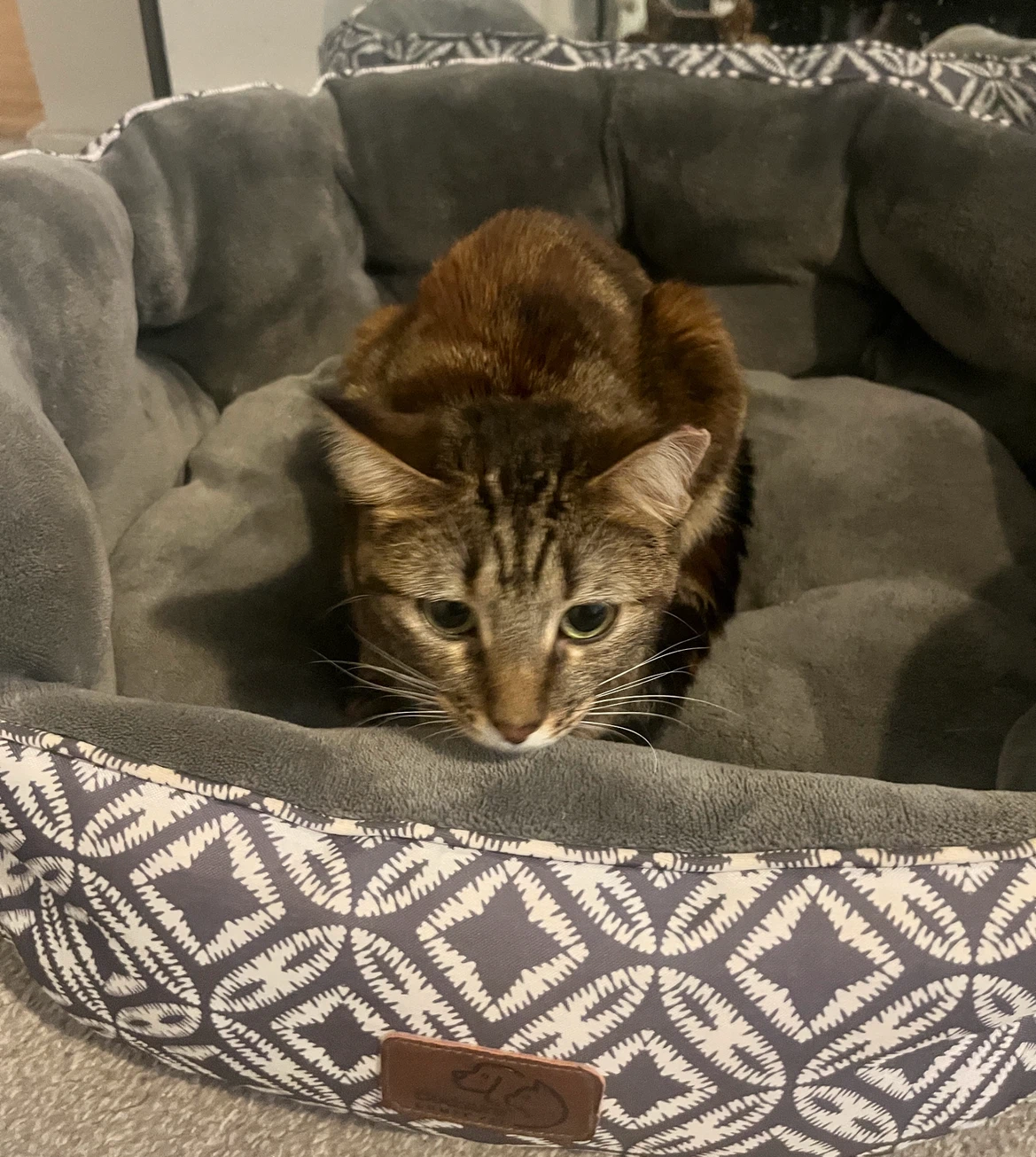 Gray Patterned Pet Bed