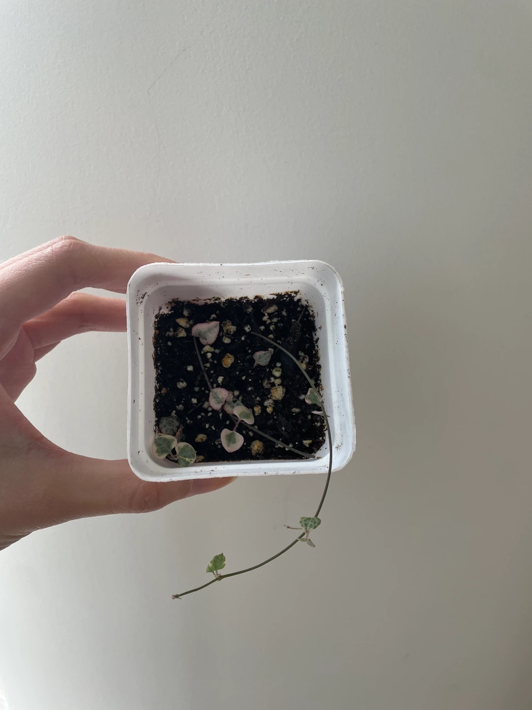 Variegated string of hearts small
