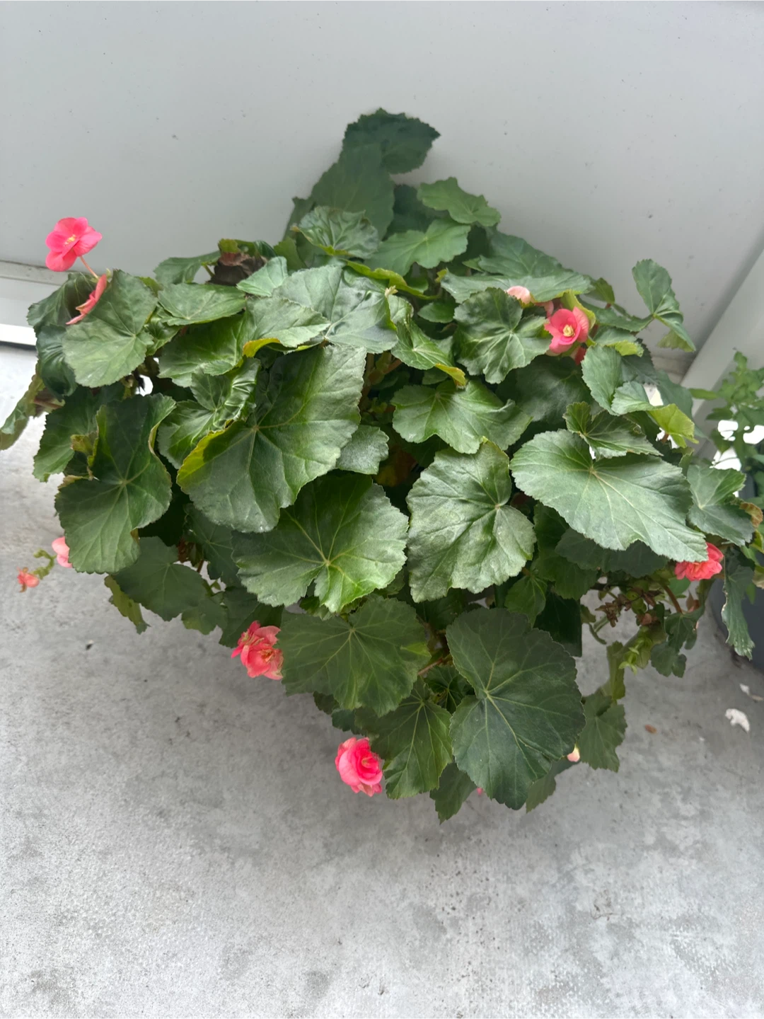 Pink Flowering Begonia Plant