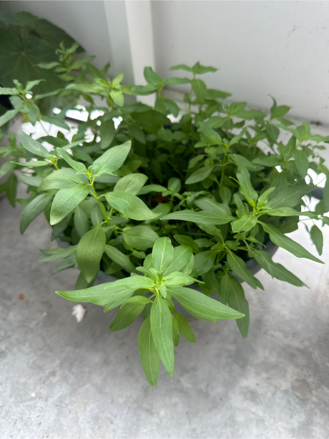 Potted Green Plant