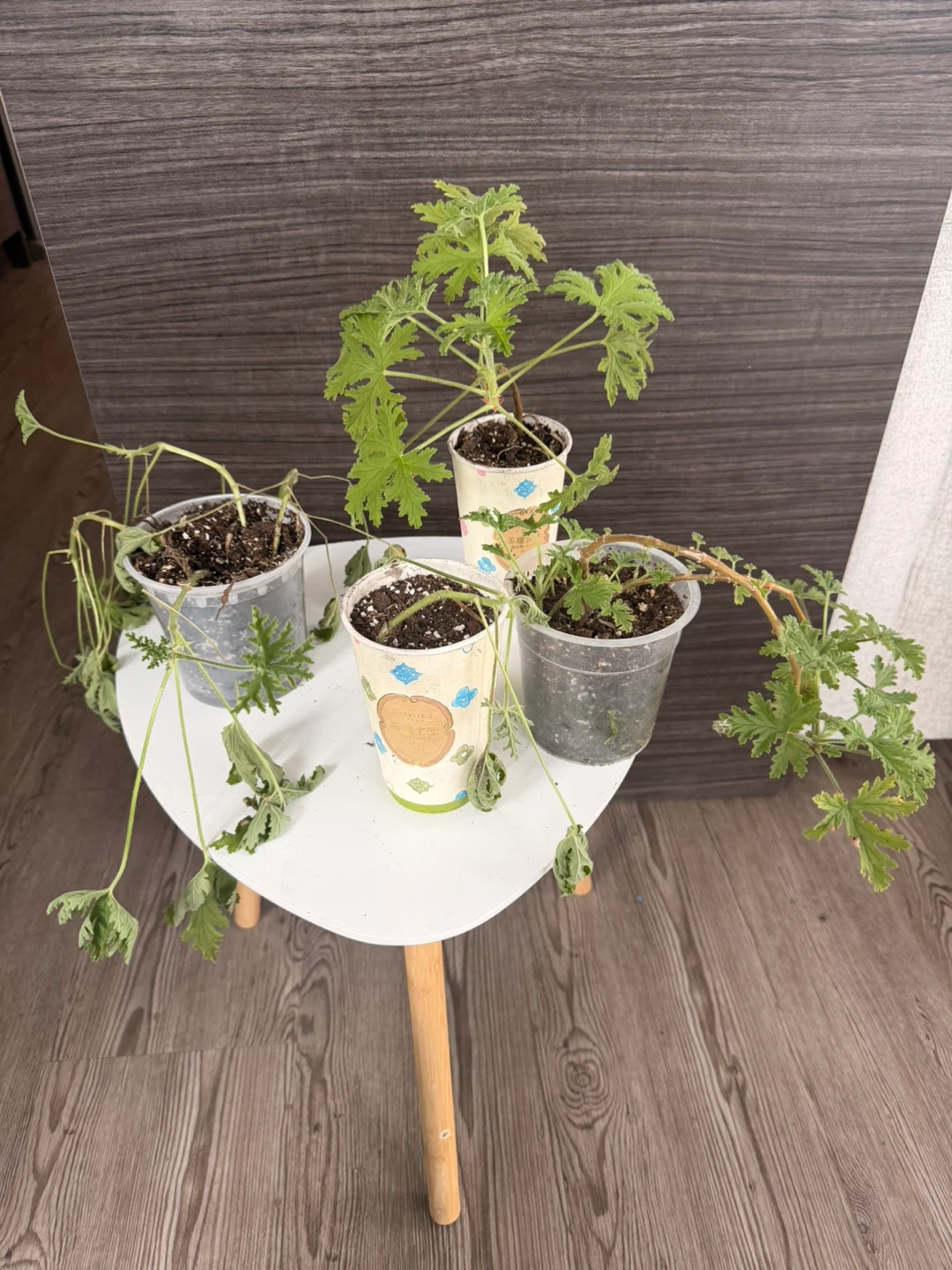 Potted Scented Geranium Citrosa Plants - photo 2