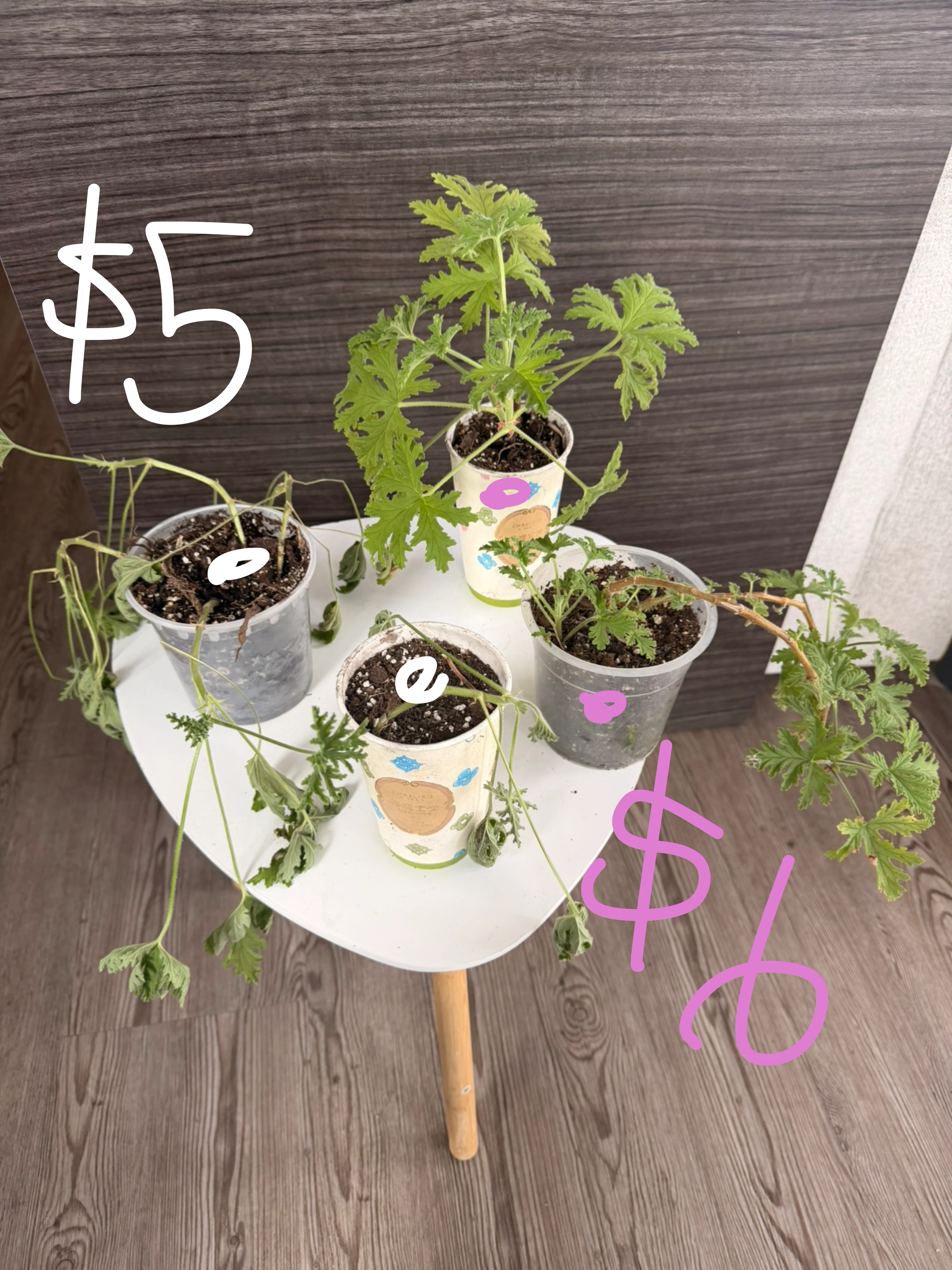 Potted Scented Geranium Citrosa Plants