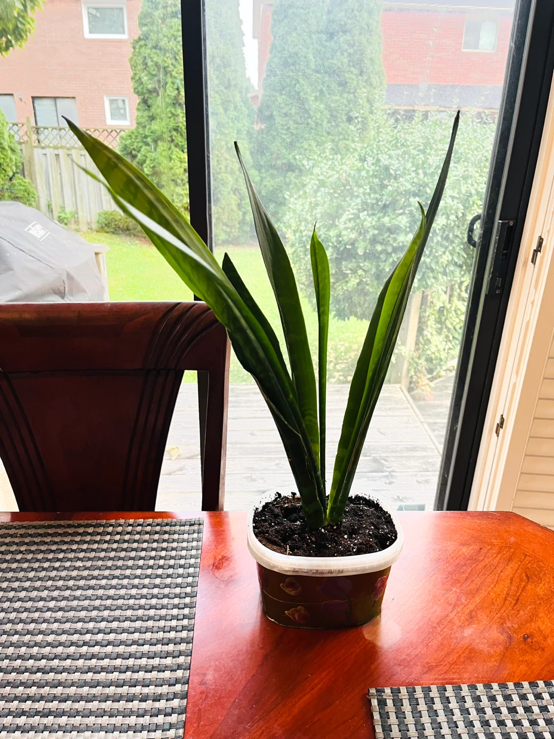 Snake Plant Dracaena / Sansevieria