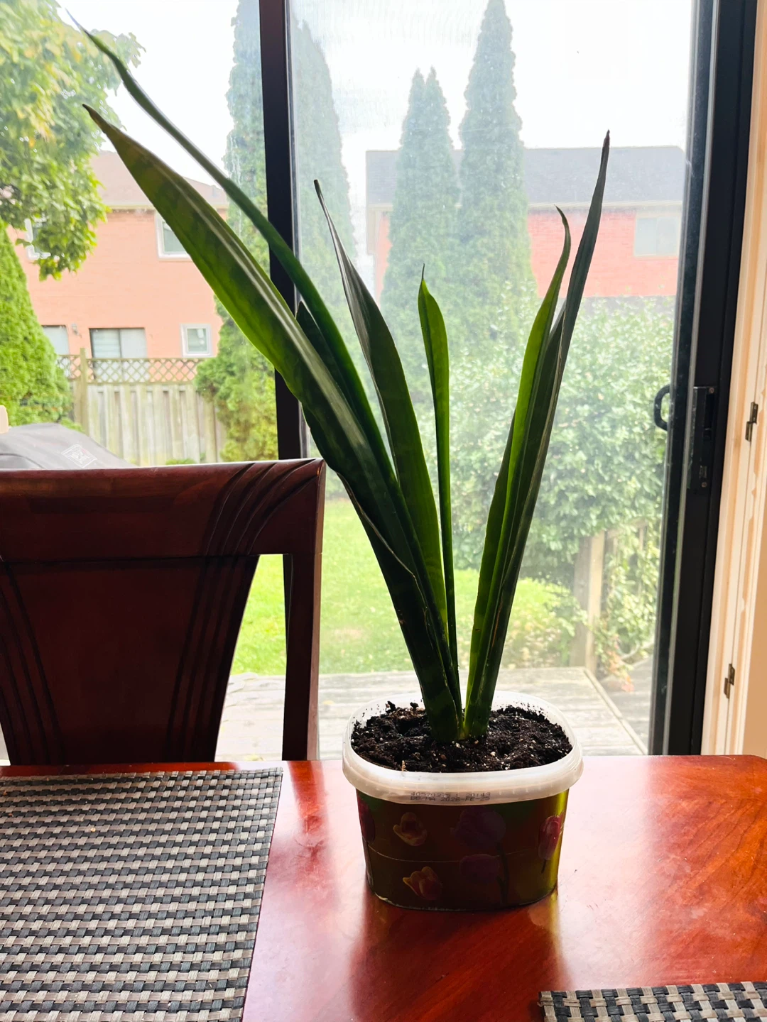 Snake Plant Dracaena / Sansevieria - photo 2