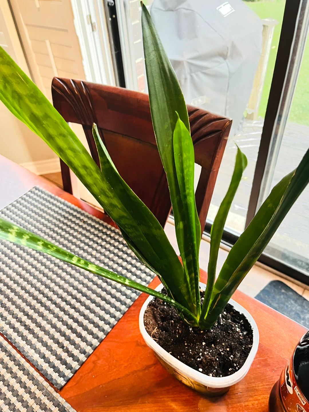 Snake Plant Dracaena / Sansevieria - photo 3