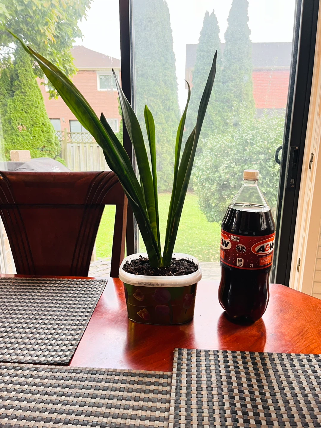 Snake Plant Dracaena / Sansevieria - photo 4