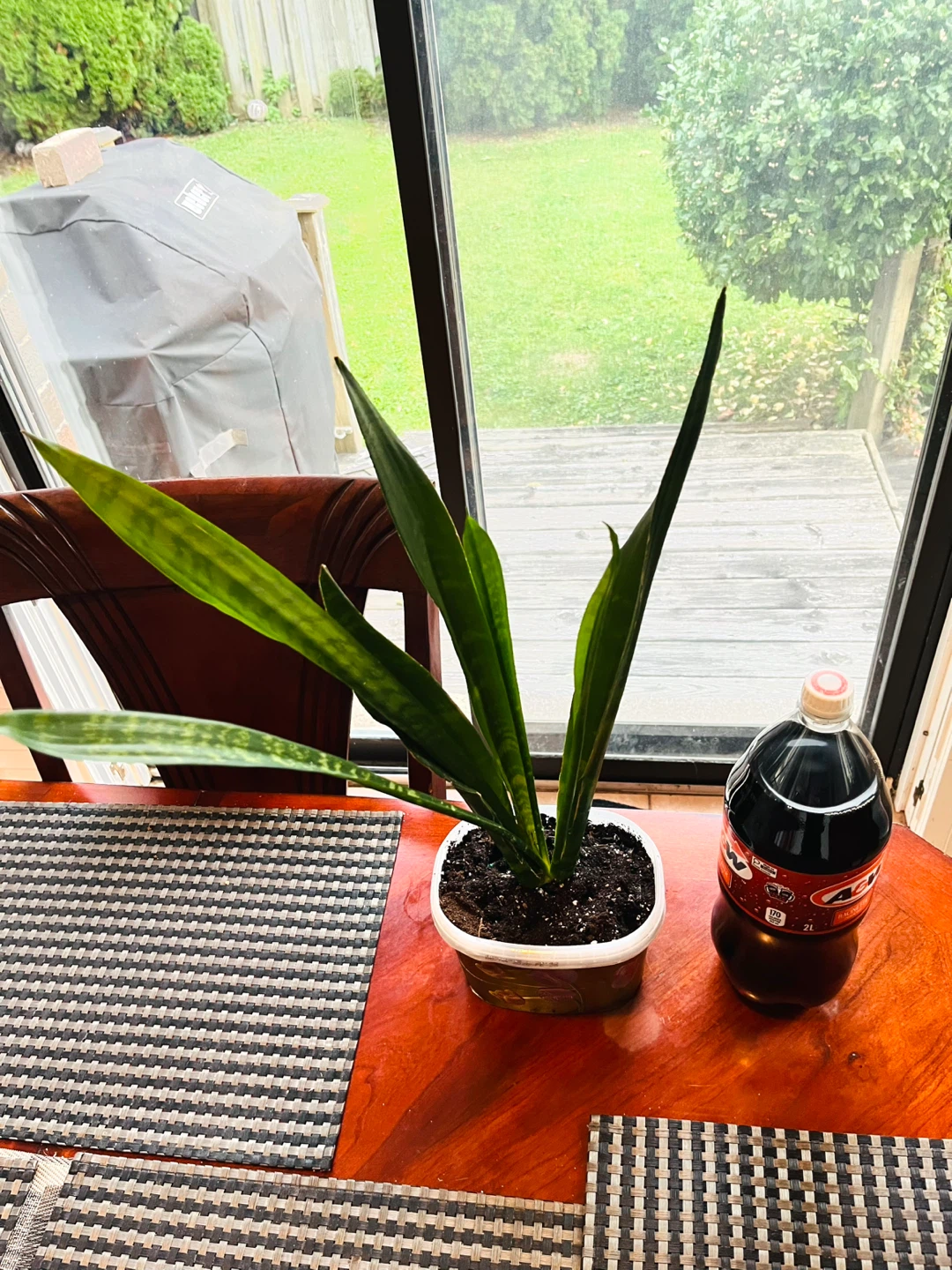 Snake Plant Dracaena / Sansevieria - photo 5