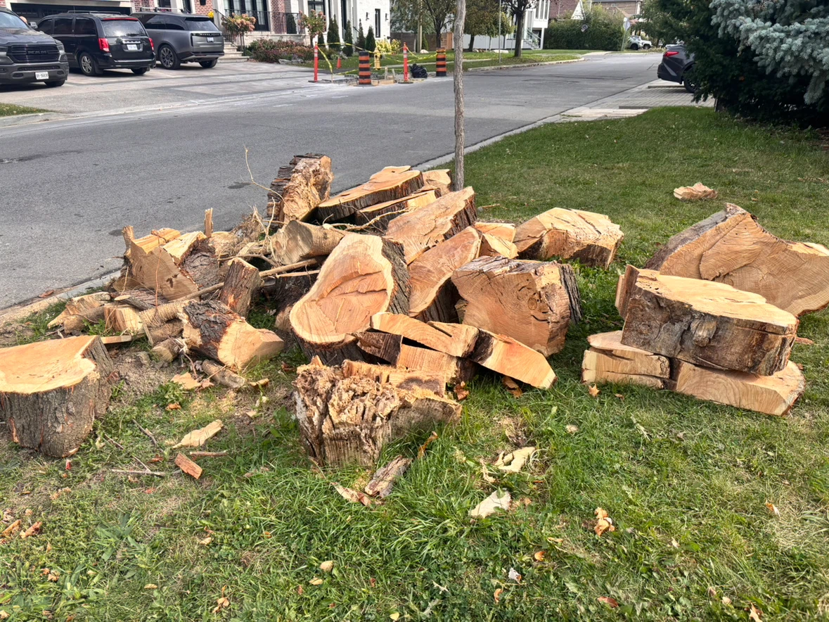 Cut Wood from large tree