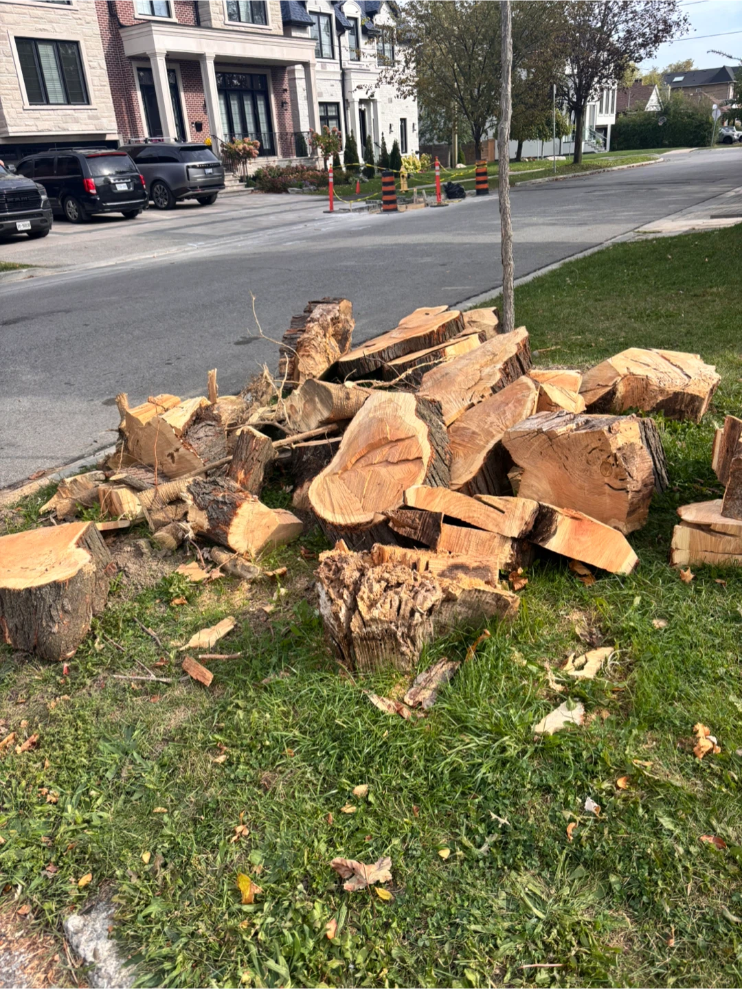 Cut Wood from large tree - photo 2