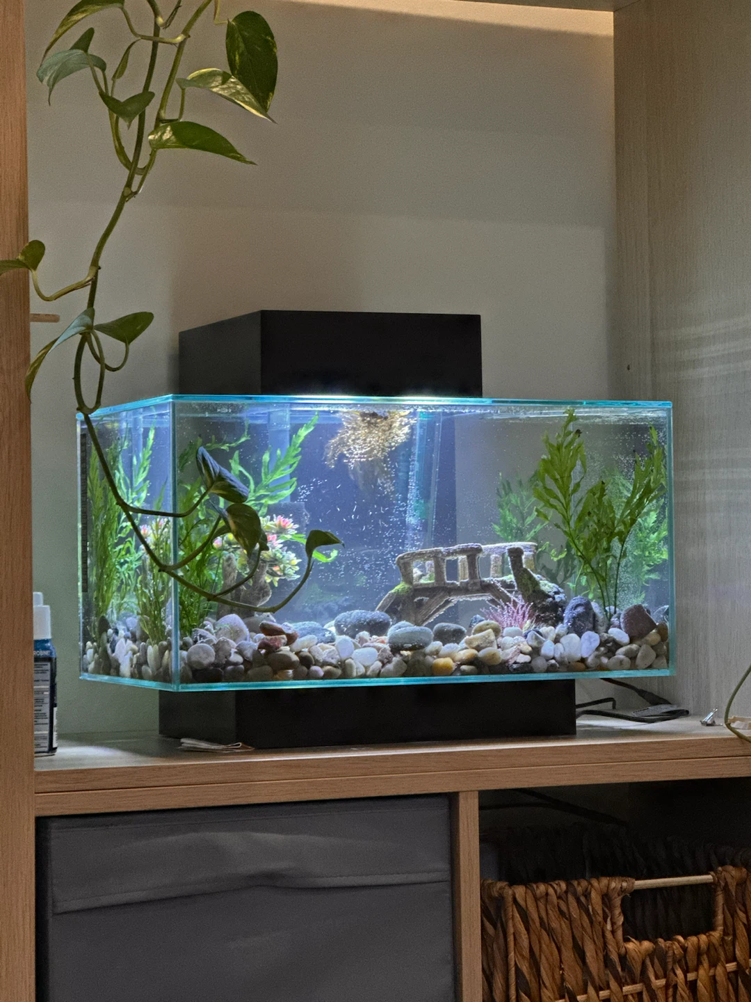 Glass Aquarium Starter Kit