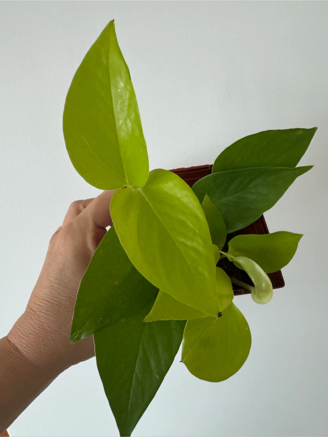 Assorted Pothos Houseplants