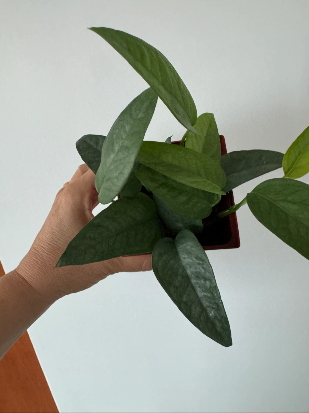 Assorted Pothos Houseplants - photo 2