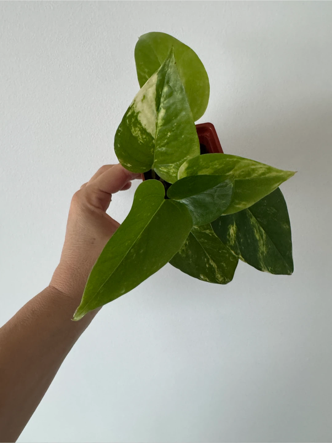 Assorted Pothos Houseplants - photo 3