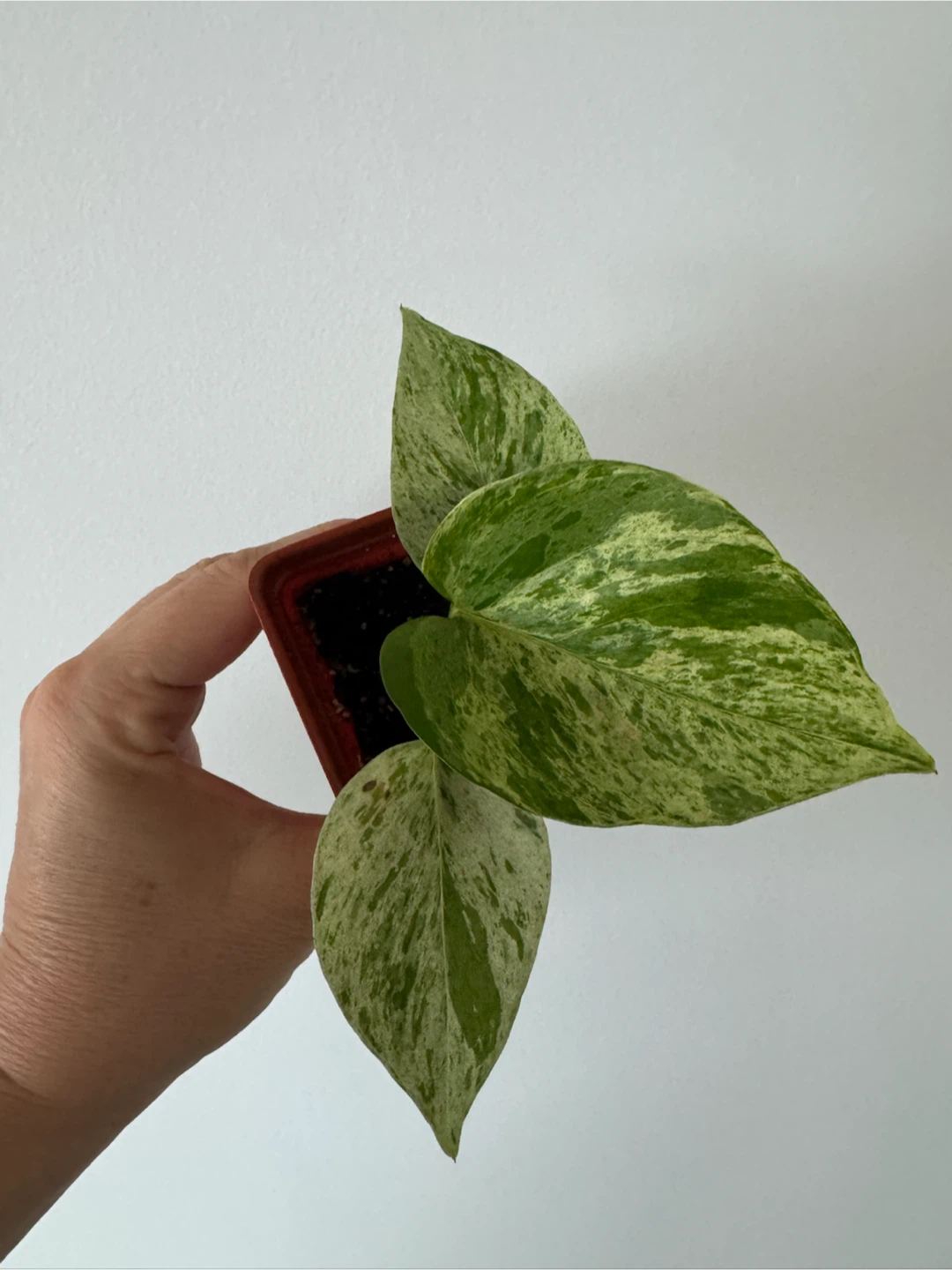 Assorted Pothos Houseplants - photo 4