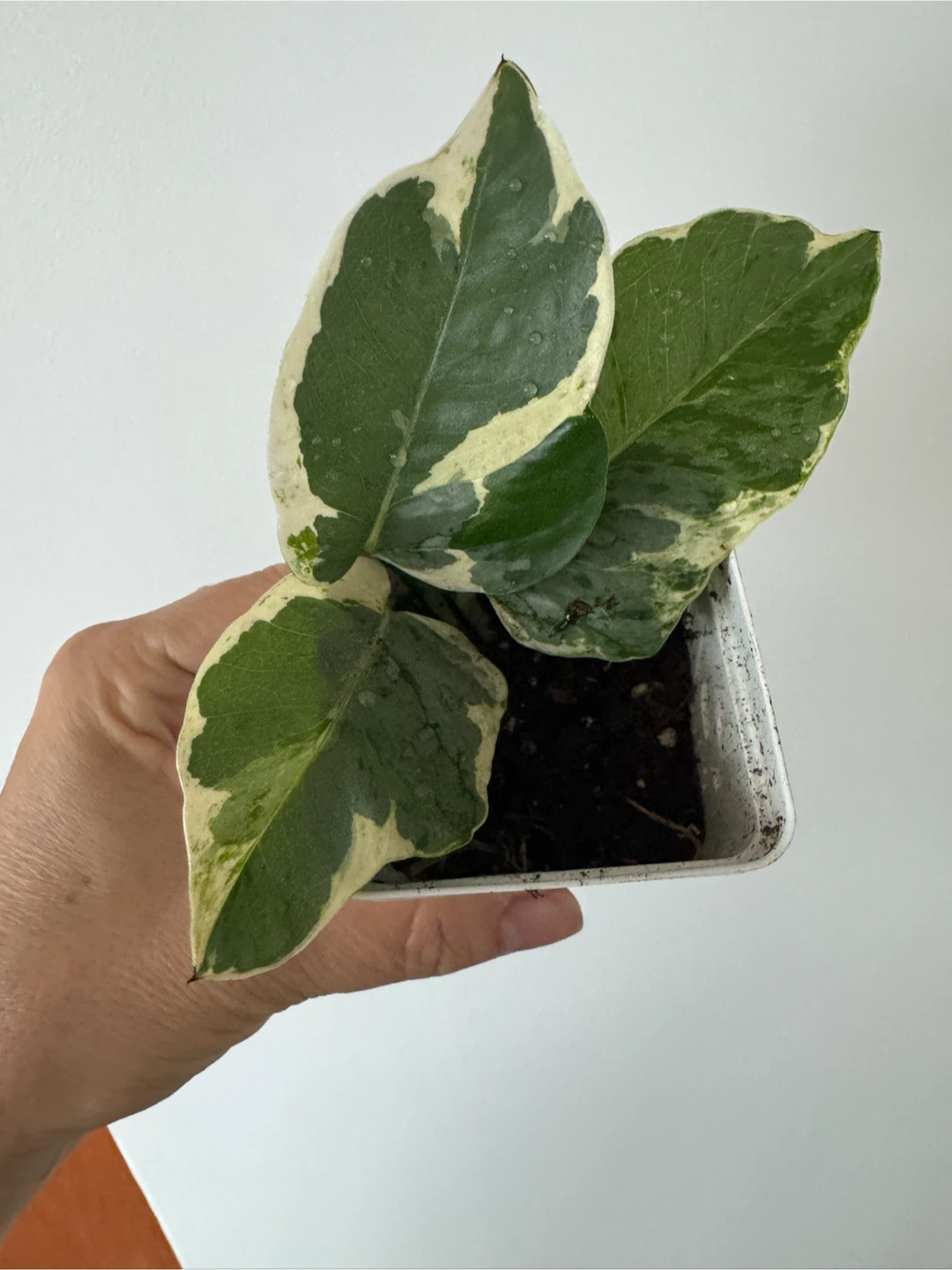 Assorted Pothos Houseplants - photo 5