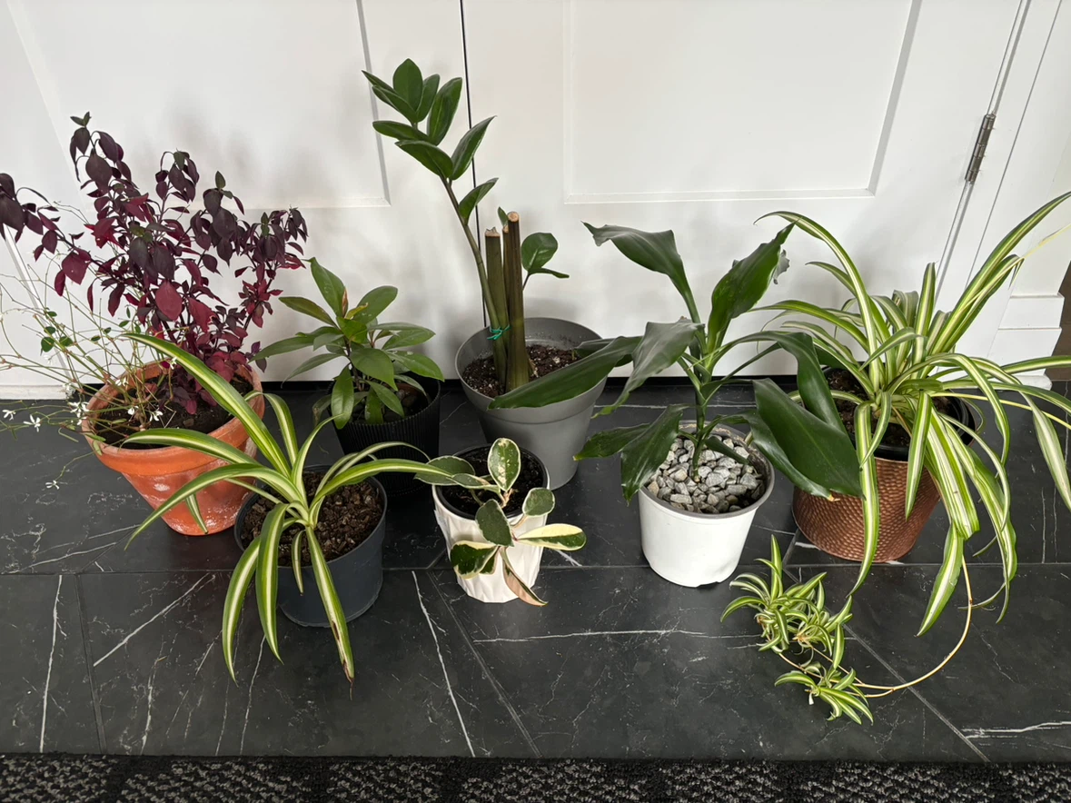 Houseplants for sale